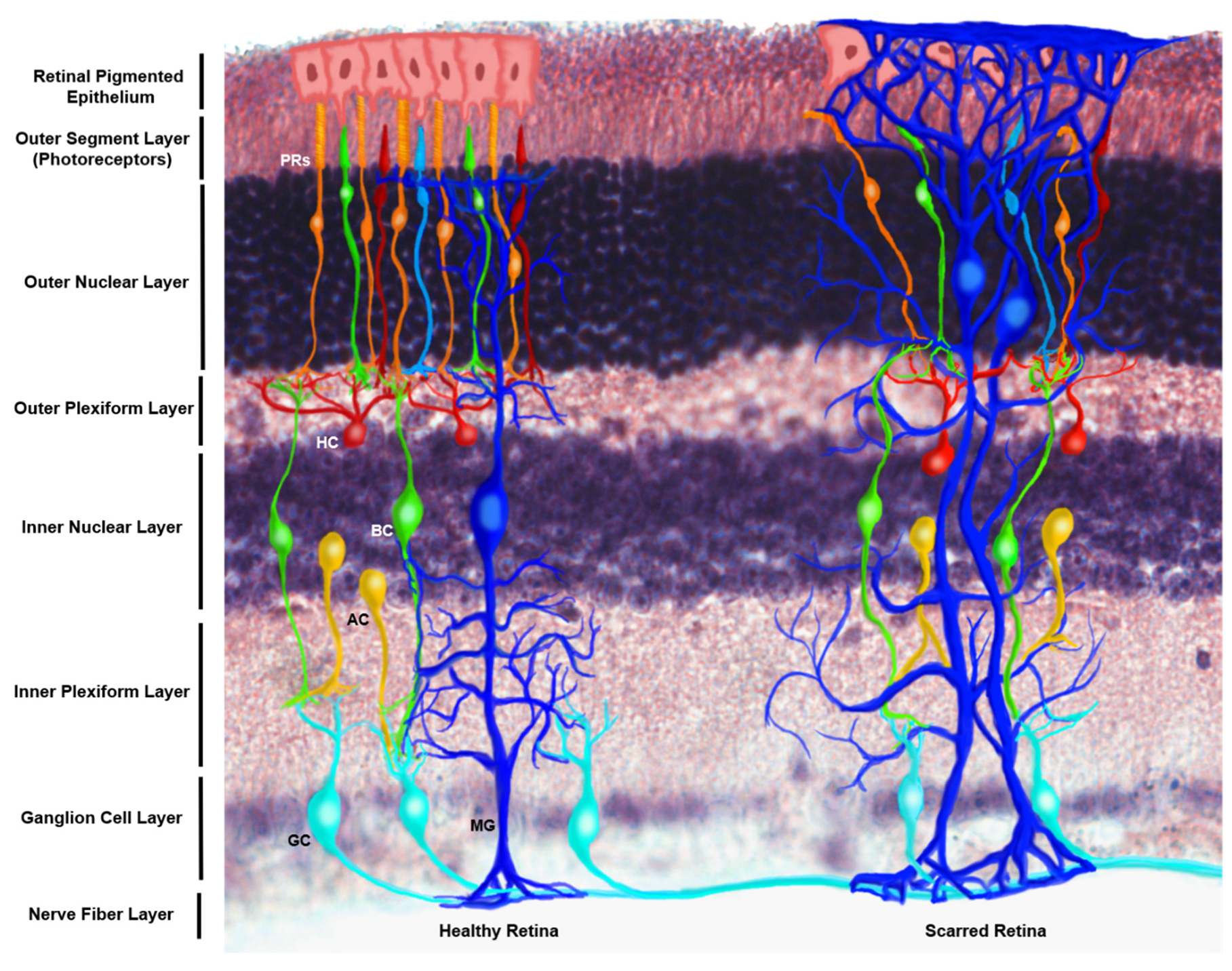 Brainsci 10 00330 g001 Brainsci 10 00330 g001