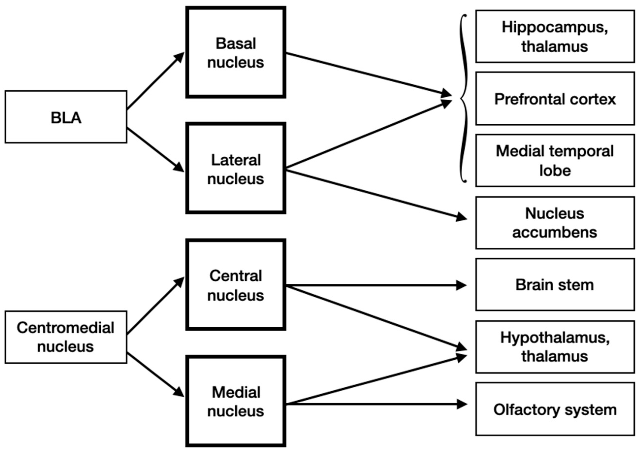 Brainsci 10 00502 g005