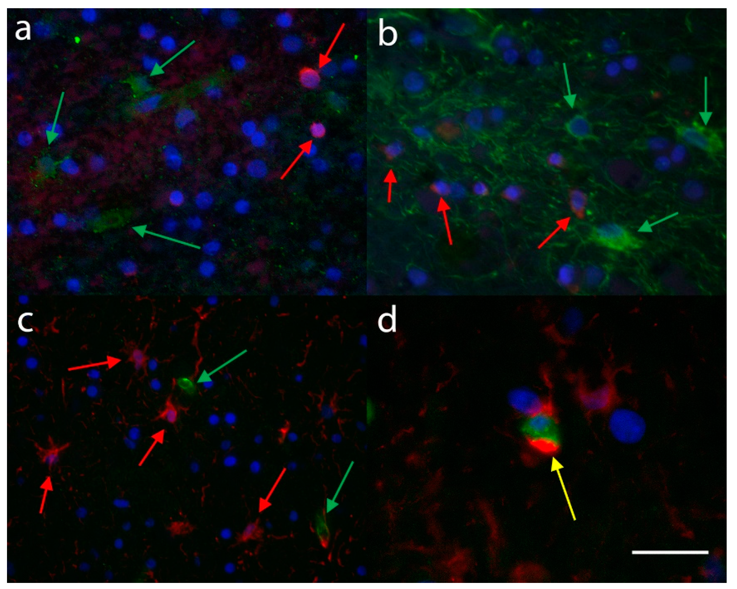 Brainsci 10 00503 g009 Brainsci 10 00503 g009