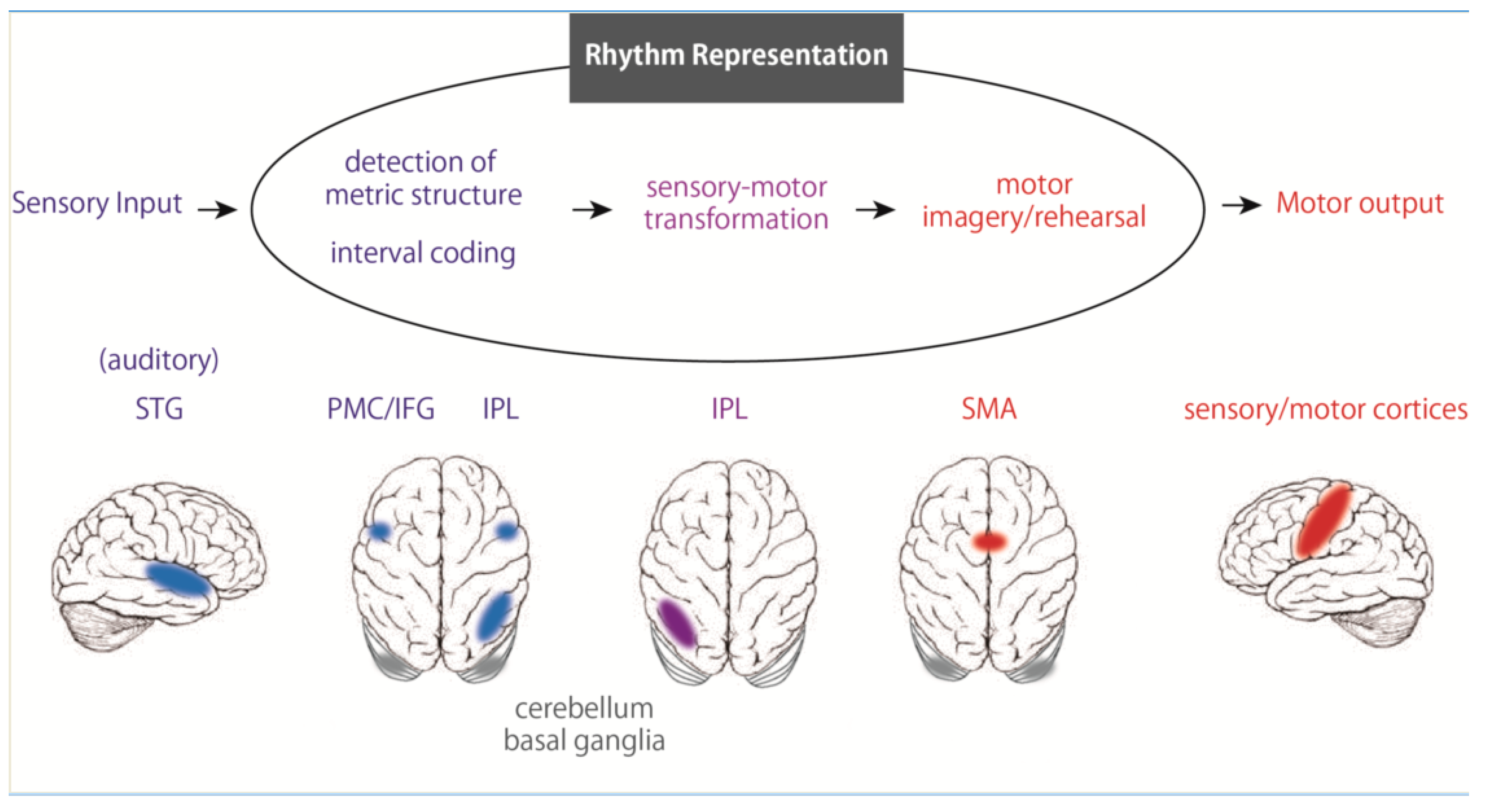 Brainsci 10 00514 g002
