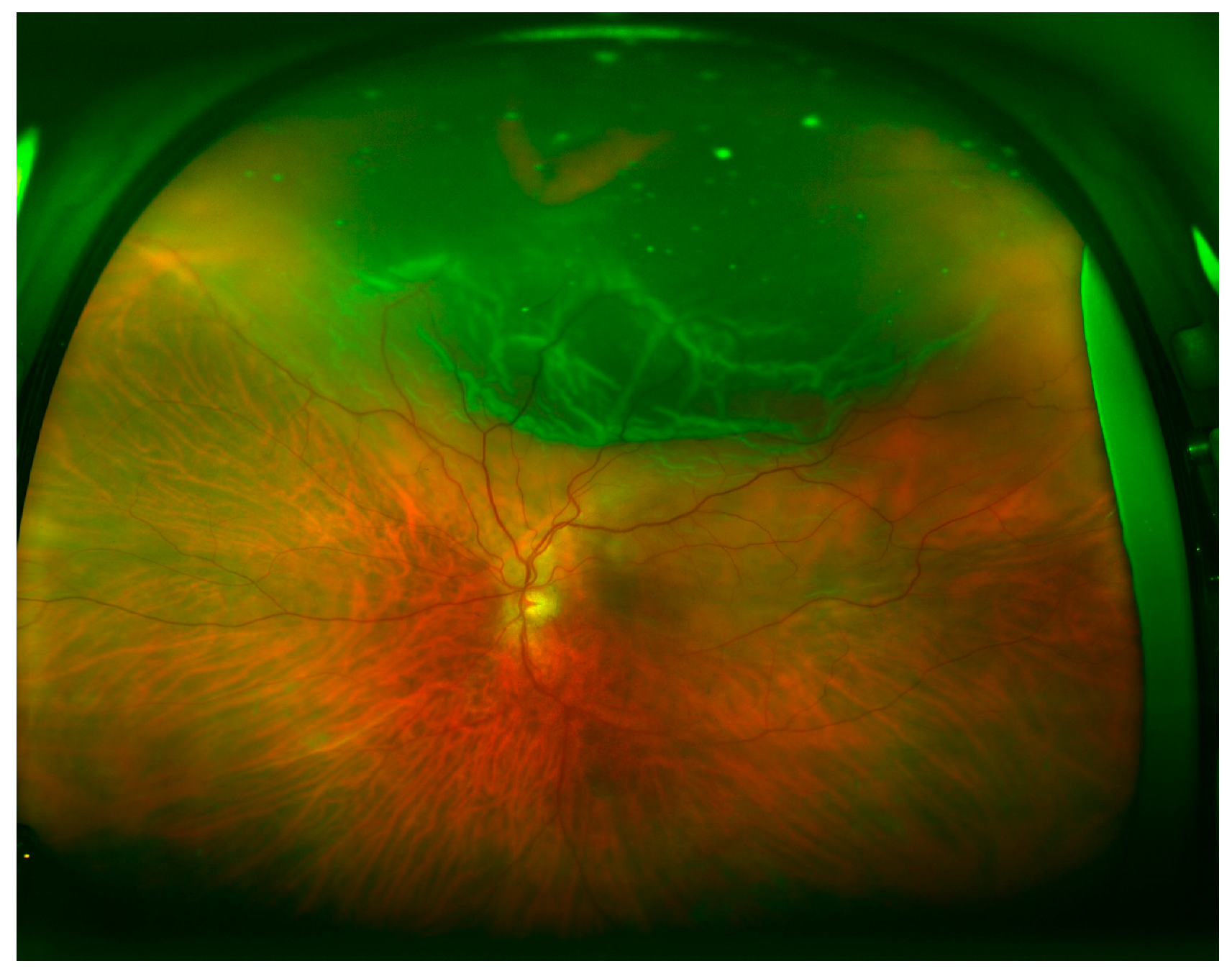 Brainsci 10 00521 g001