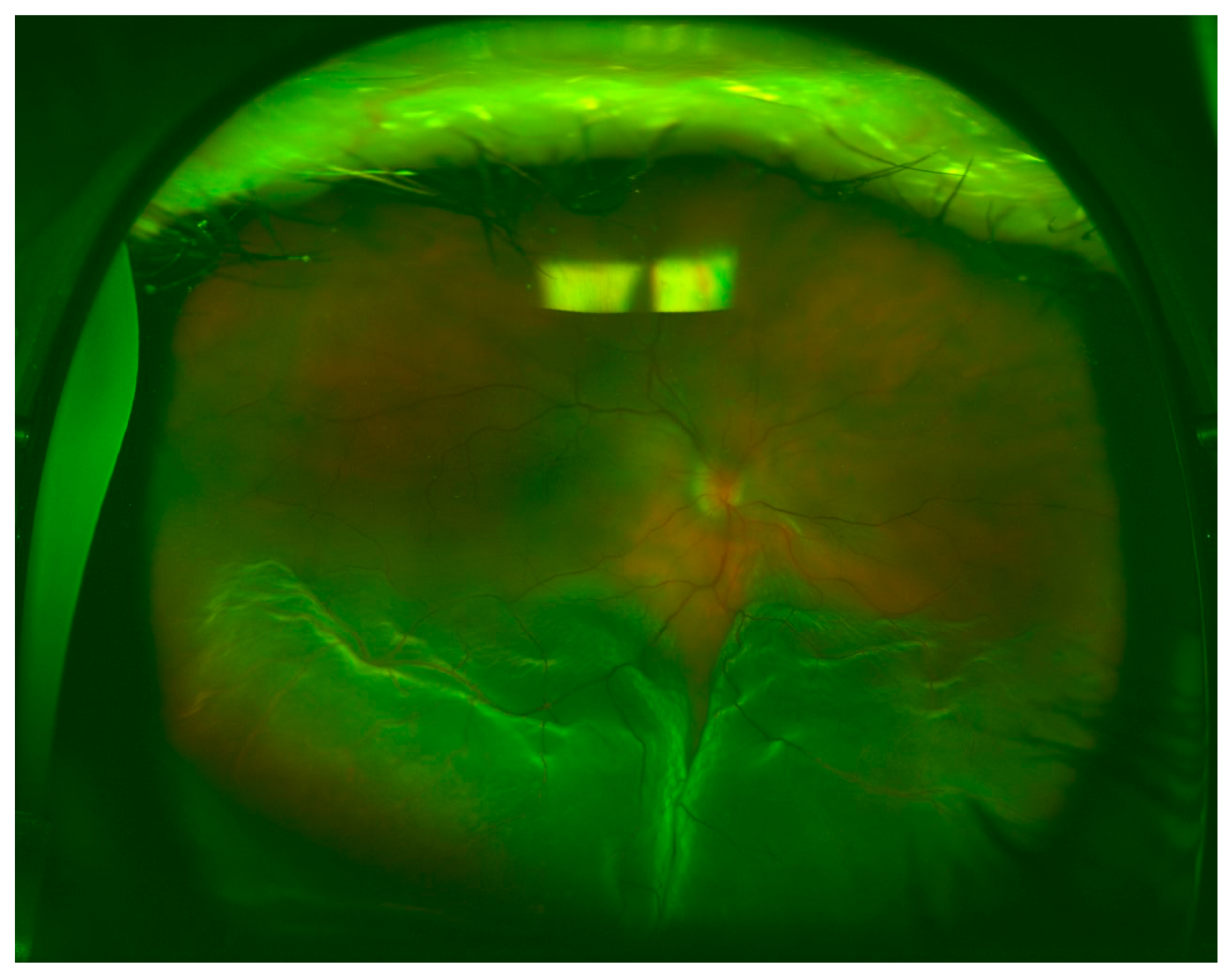 Brainsci 10 00521 g002