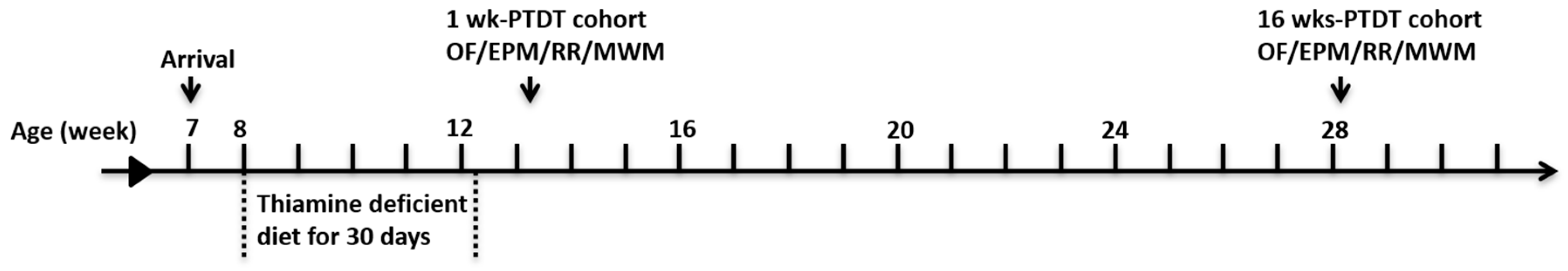Brainsci 10 00565 g001