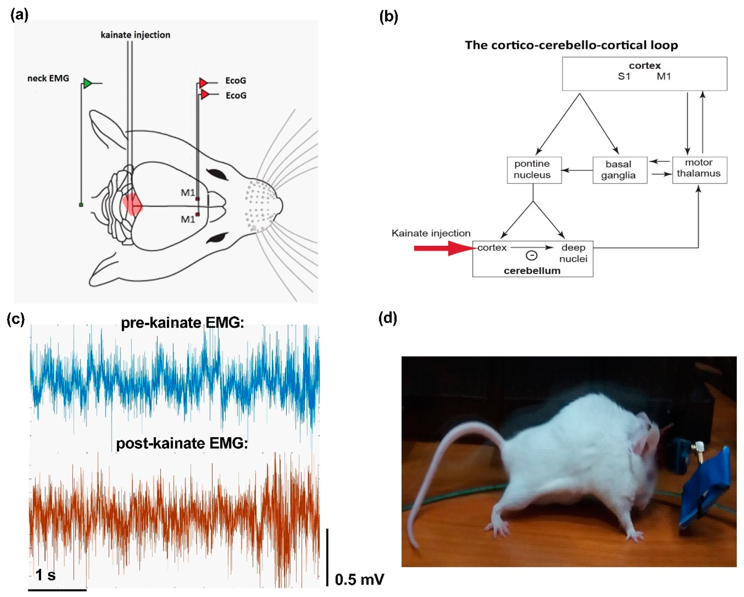 Brainsci 10 00621 g001