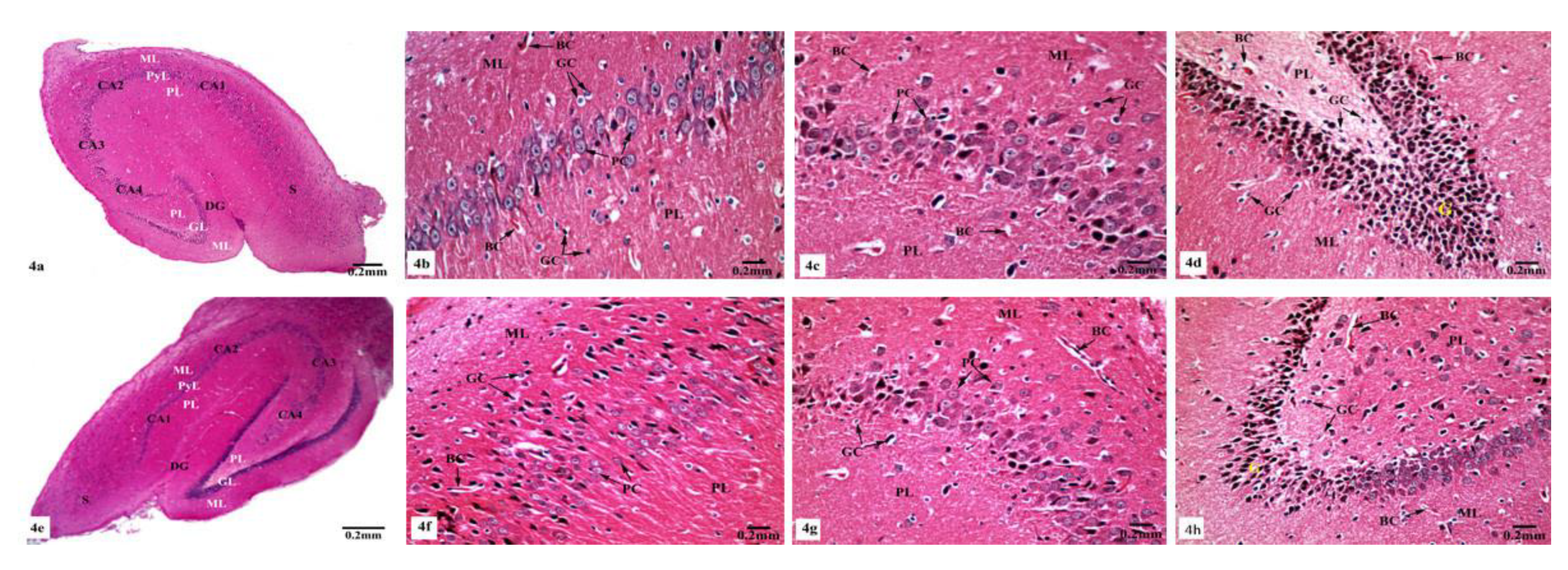 Brainsci 10 00628 g004