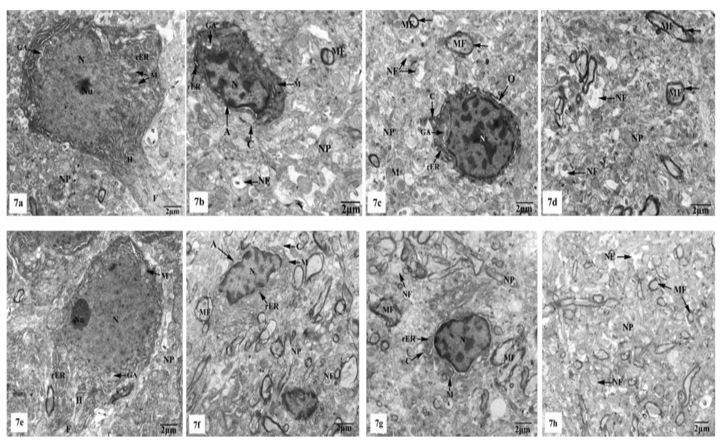 Brainsci 10 00628 g007