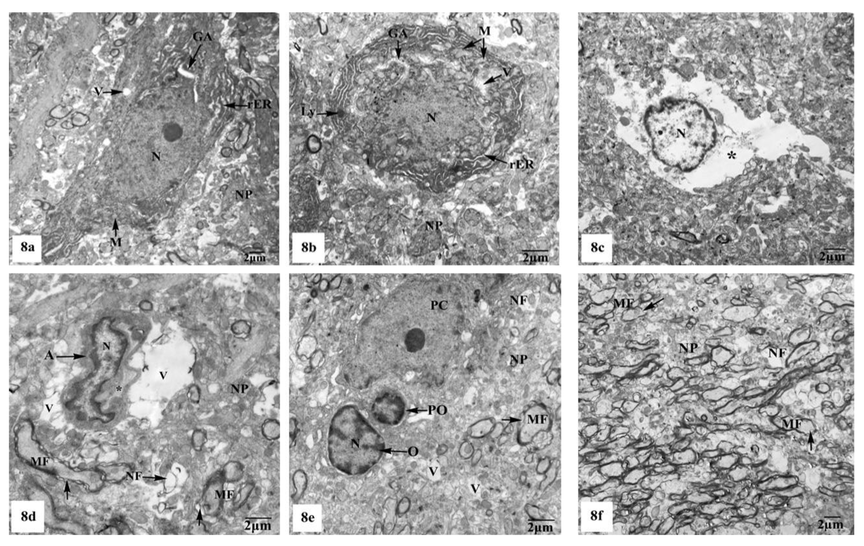 Brainsci 10 00628 g008