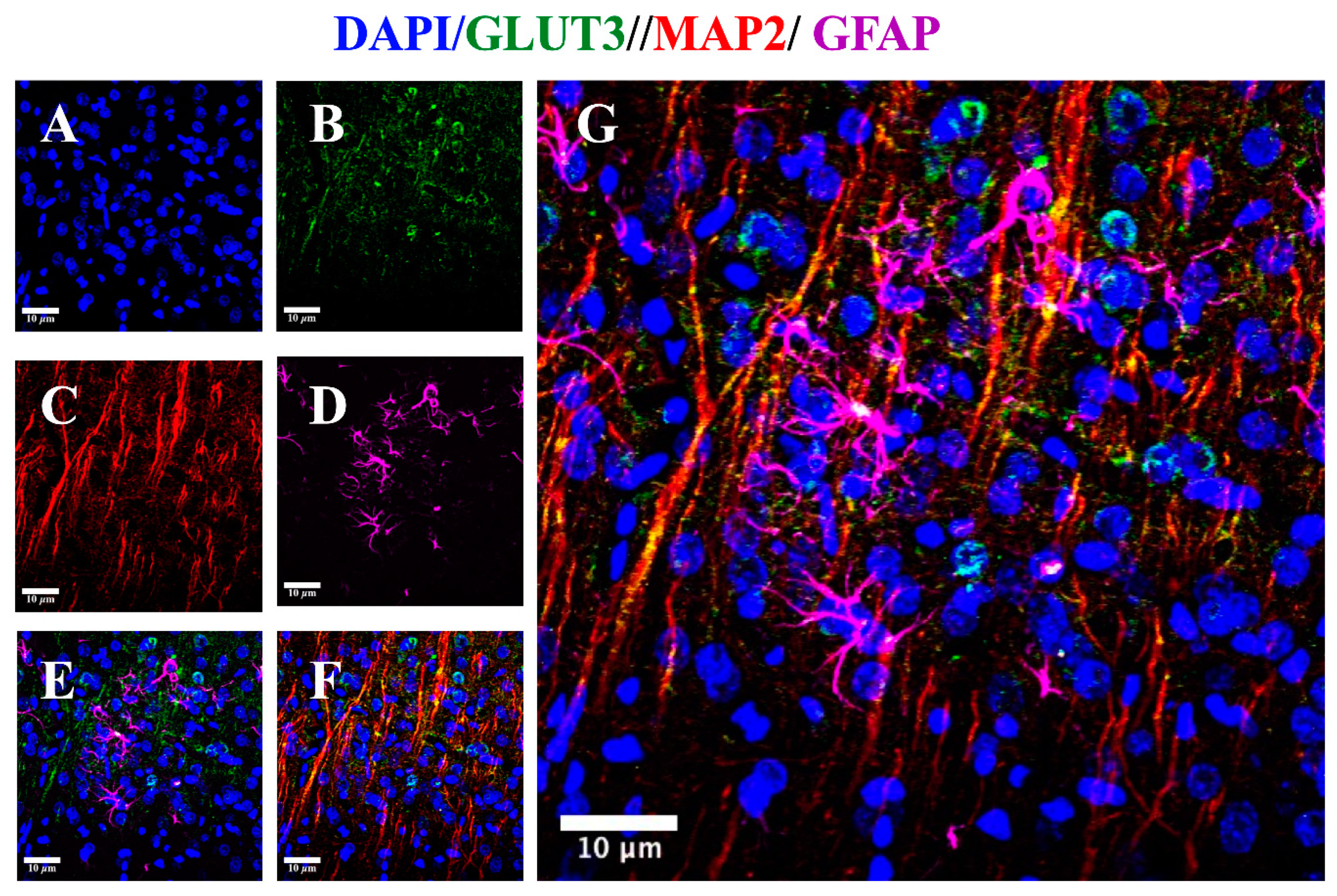 Brainsci 10 00651 g004