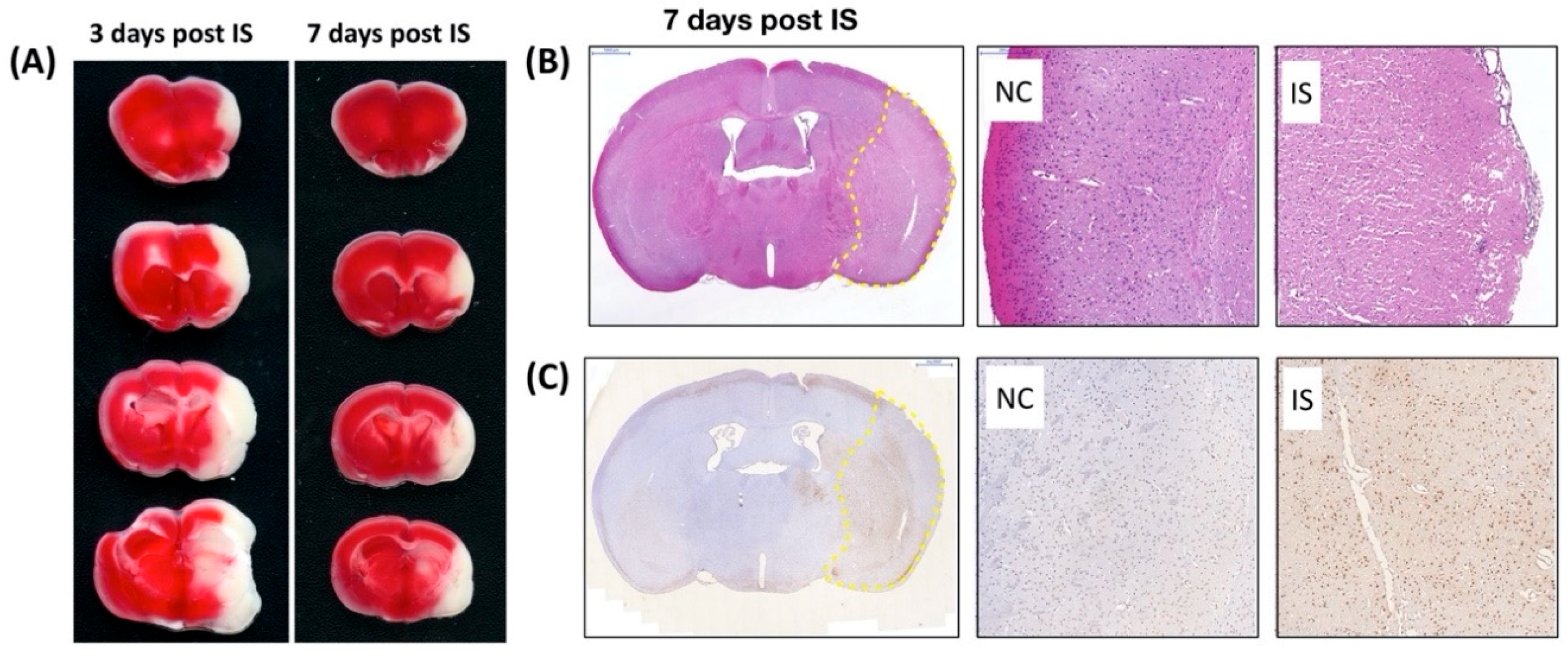 Brainsci 10 00708 g004