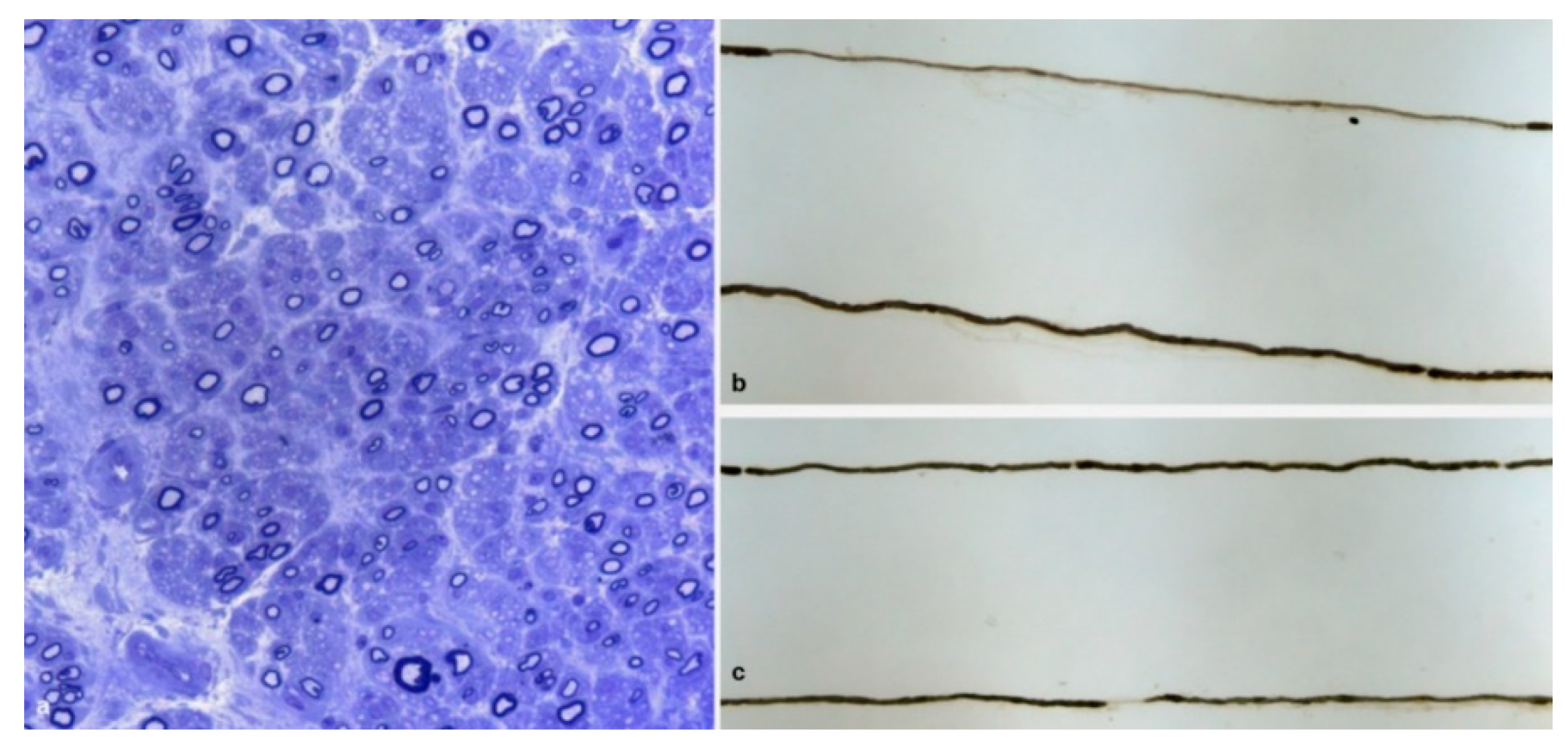 Brainsci 10 00780 g003