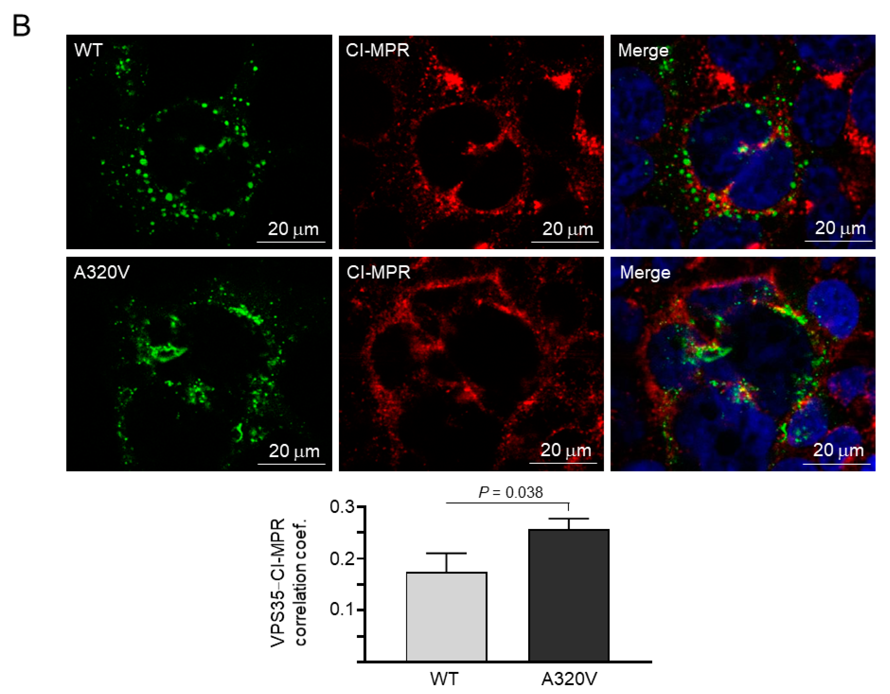 Brainsci 10 00783 g002b Brainsci 10 00783 g002b