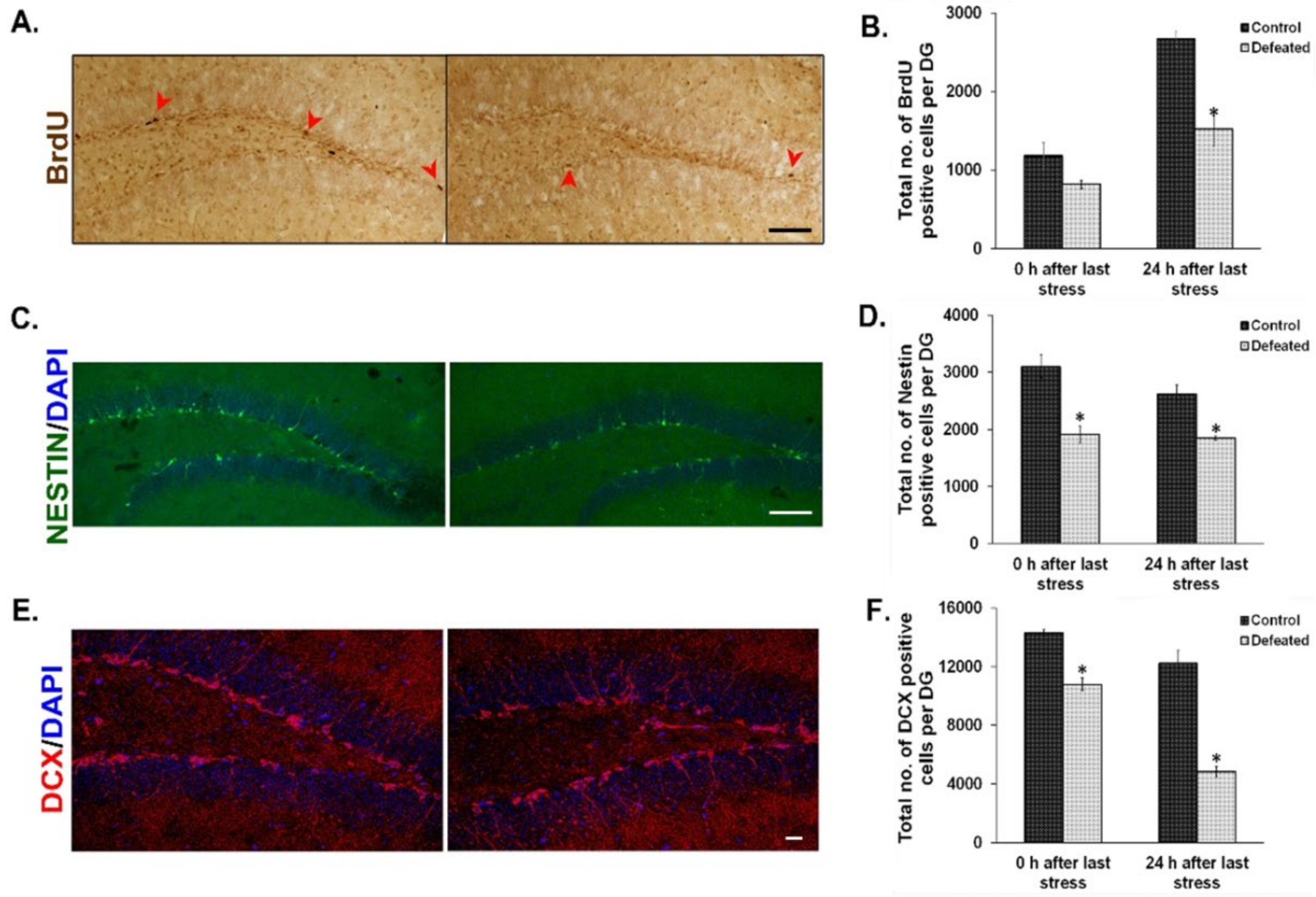 Brainsci 10 00833 g002