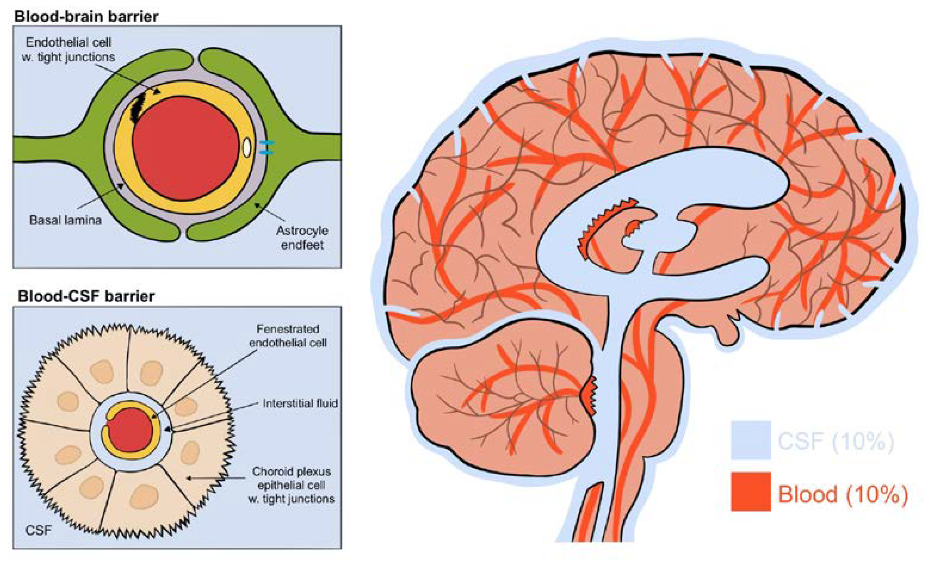 Brainsci 10 00868 g002 Brainsci 10 00868 g002