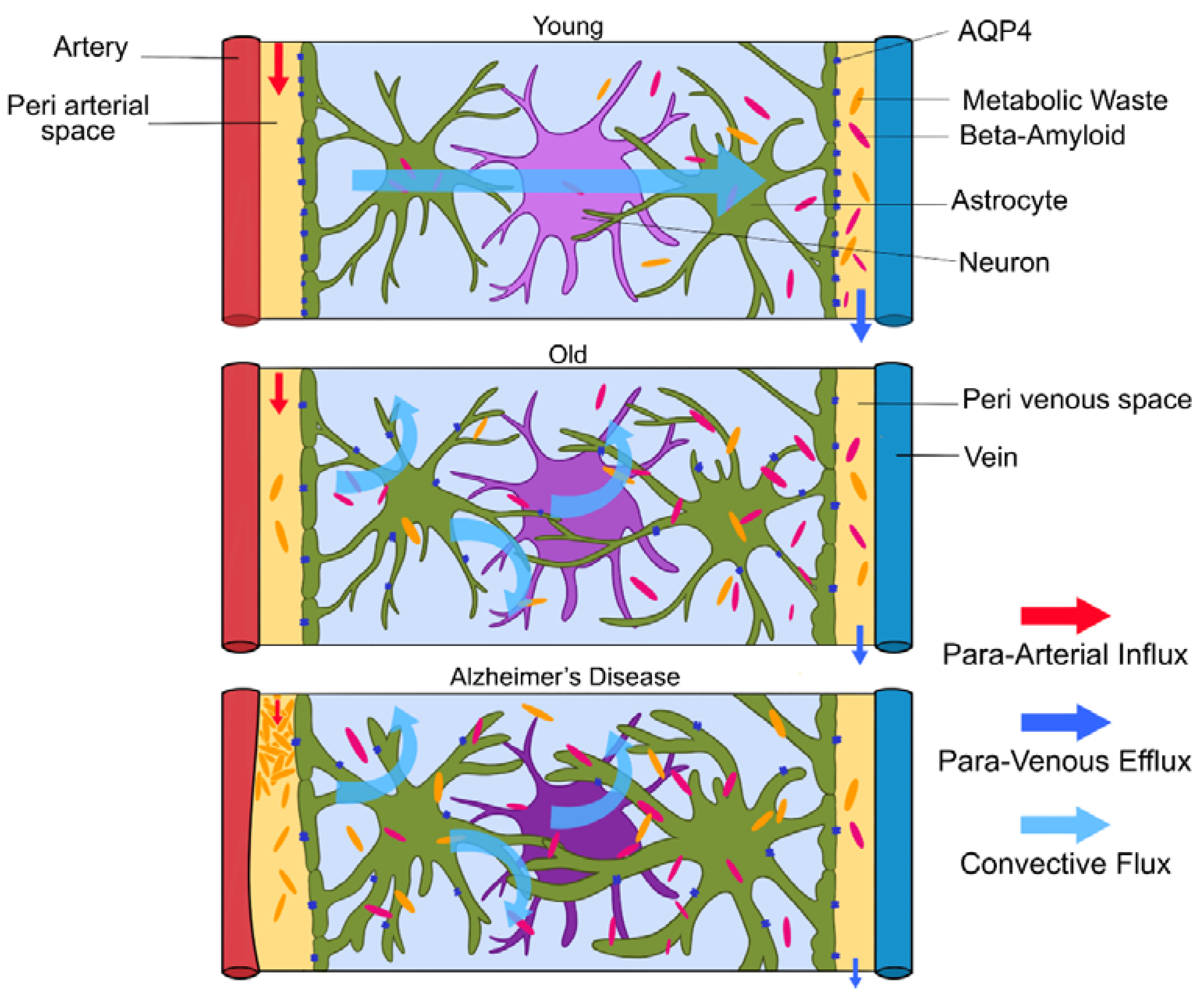 Brainsci 10 00868 g004 Brainsci 10 00868 g004
