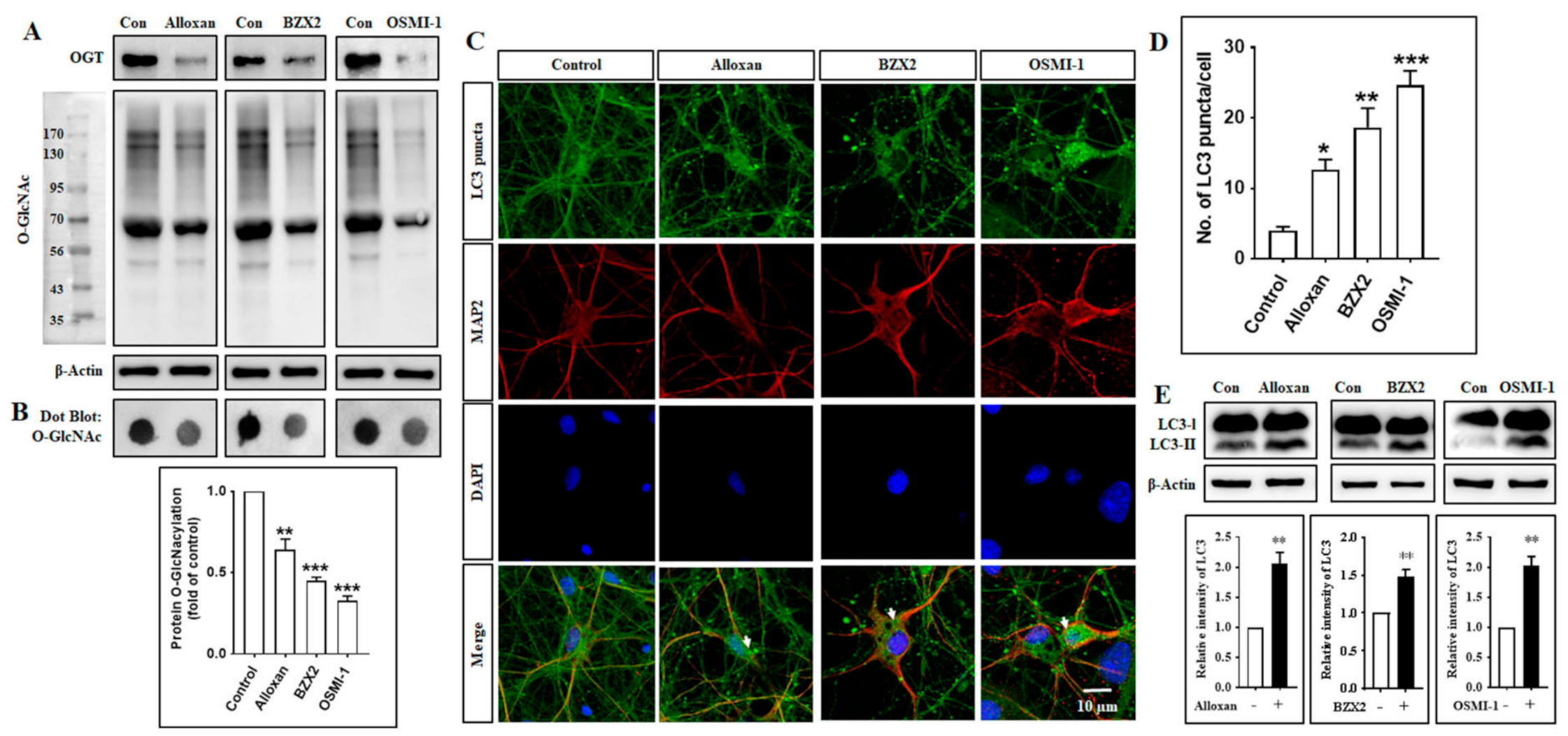 Brainsci 10 00958 g001