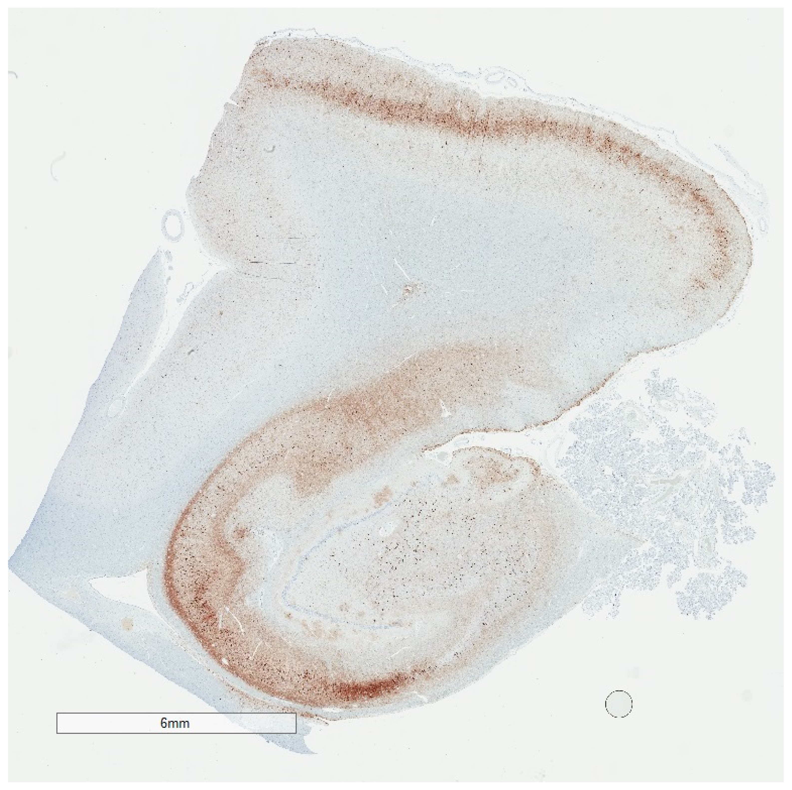 Brainsci 10 00972 g004 Brainsci 10 00972 g004