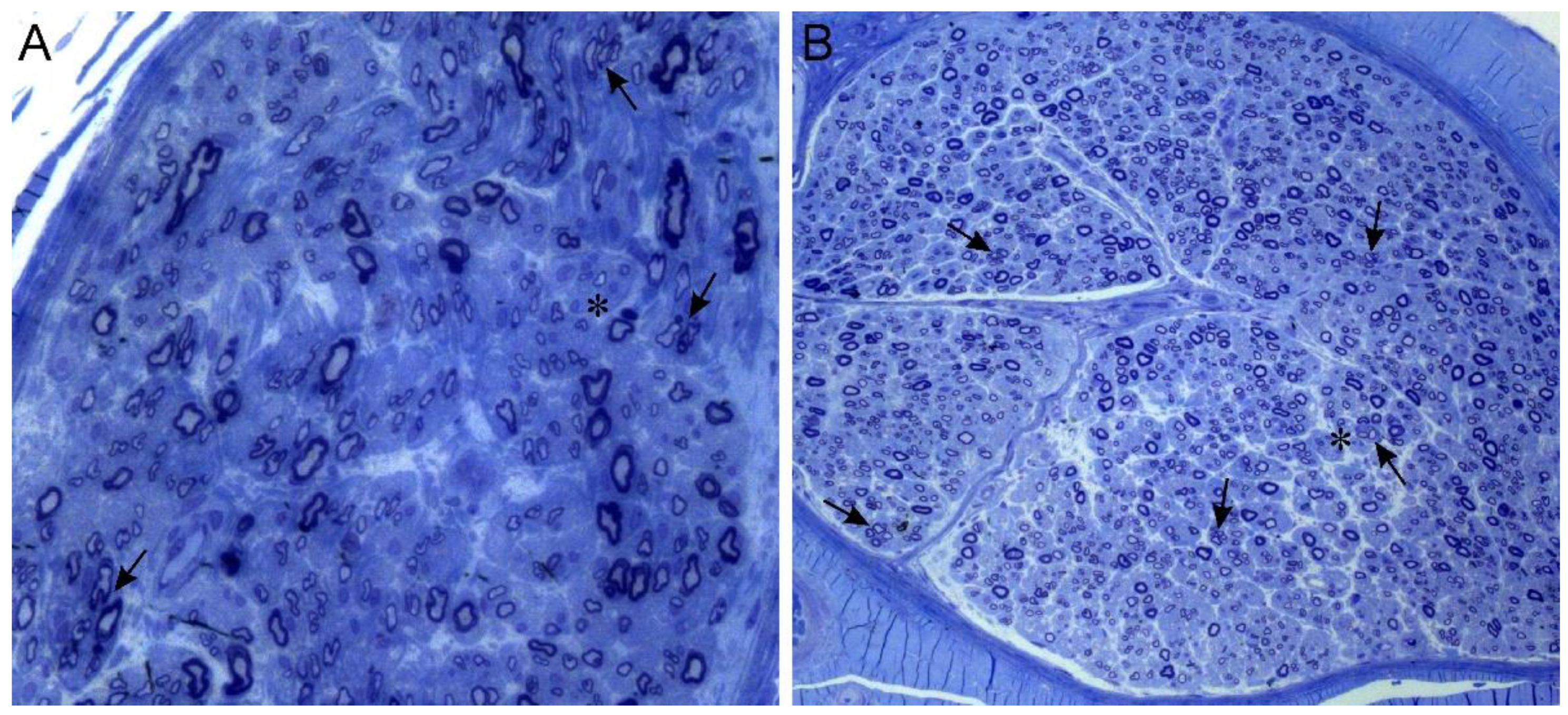 Brainsci 11 00024 g002