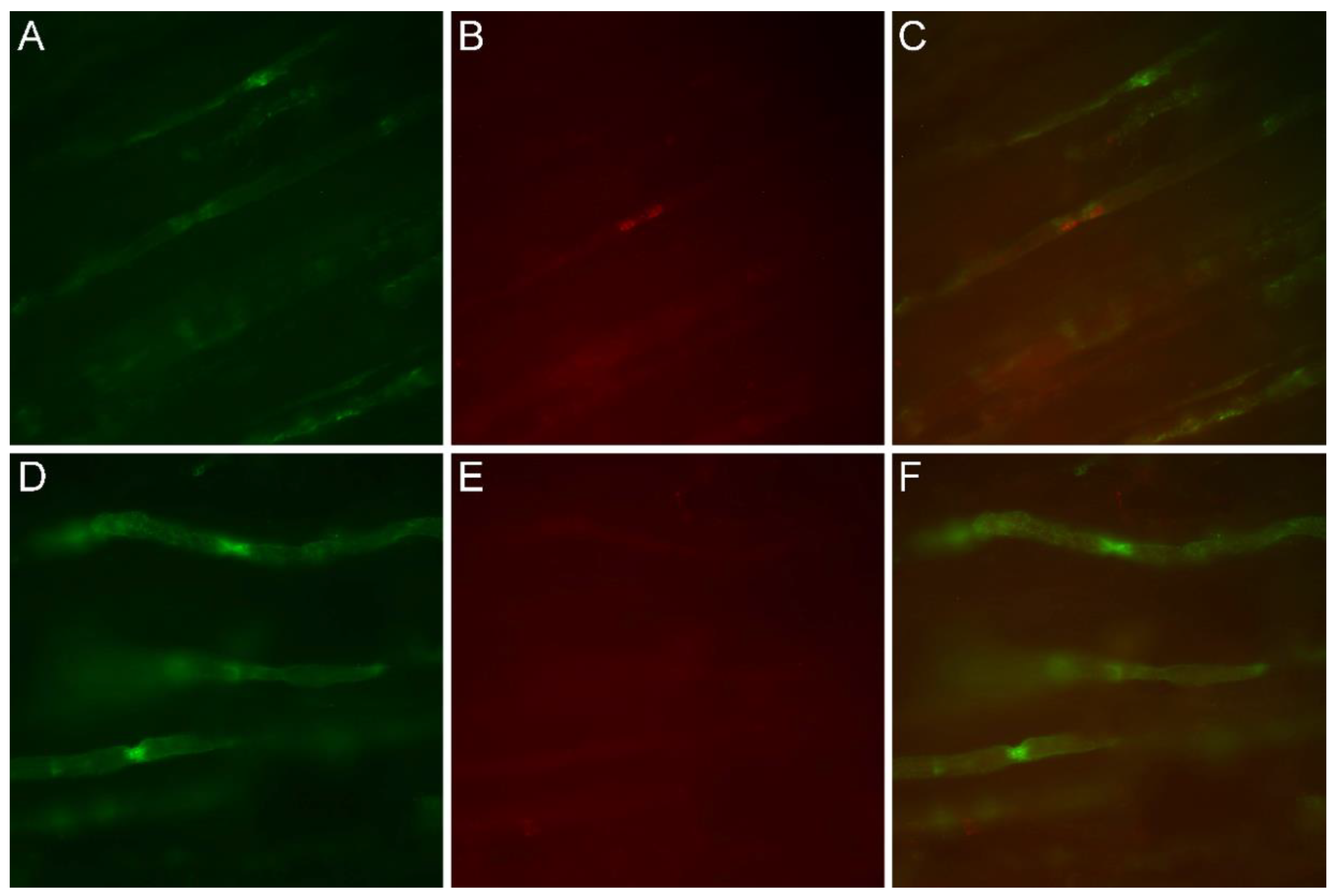 Brainsci 11 00024 g004
