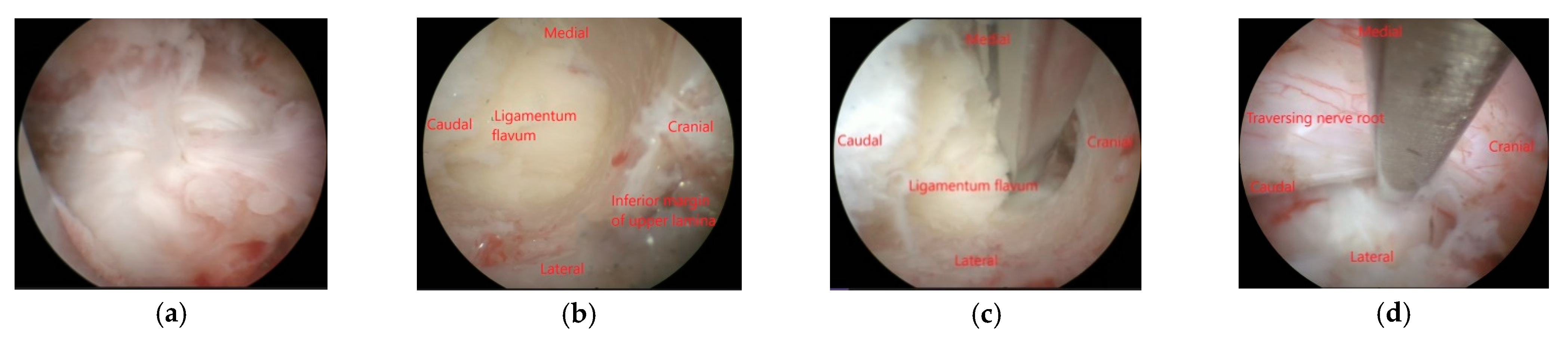 Brainsci 11 00083 g001