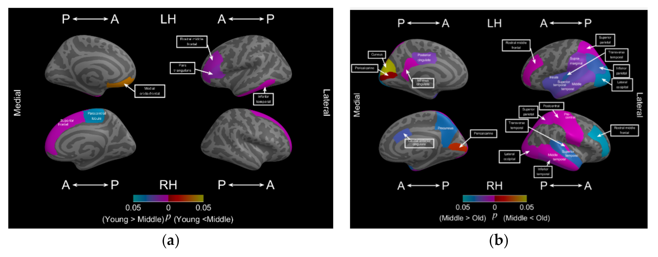 Brainsci 11 00107 g003