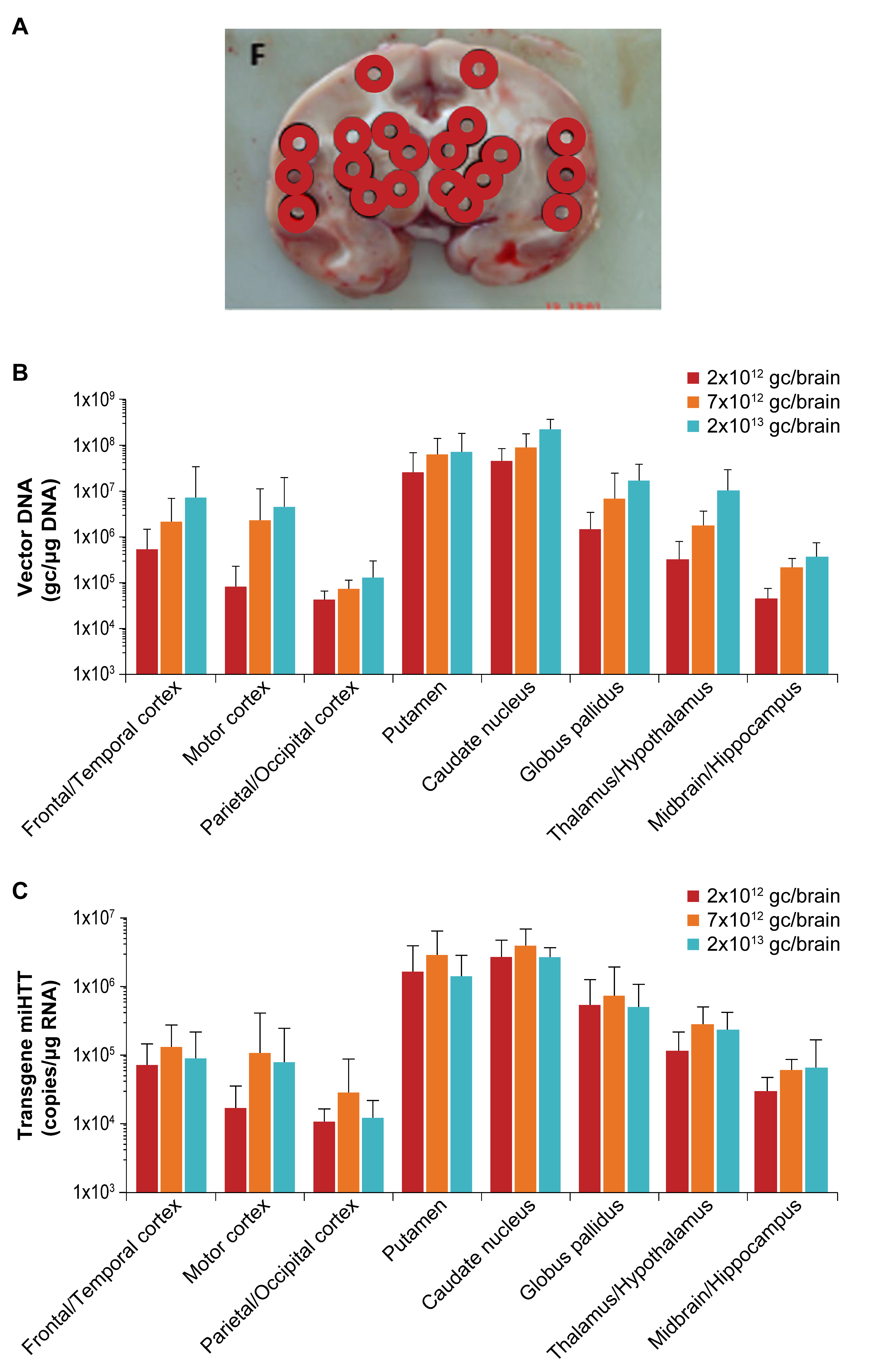Brainsci 11 00129 g003a
