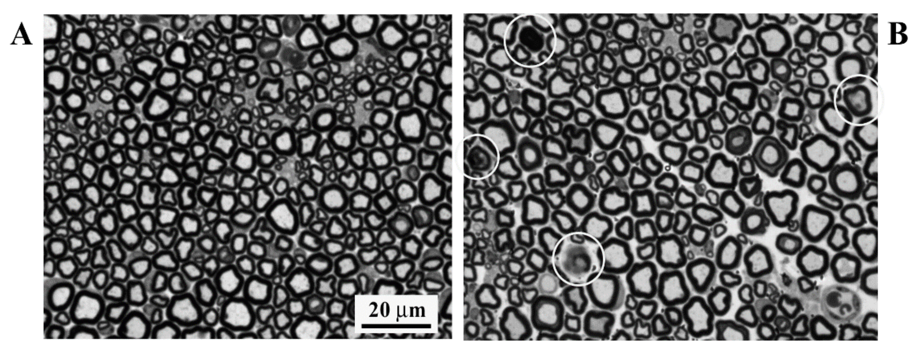 Brainsci 11 00139 g002 Brainsci 11 00139 g002