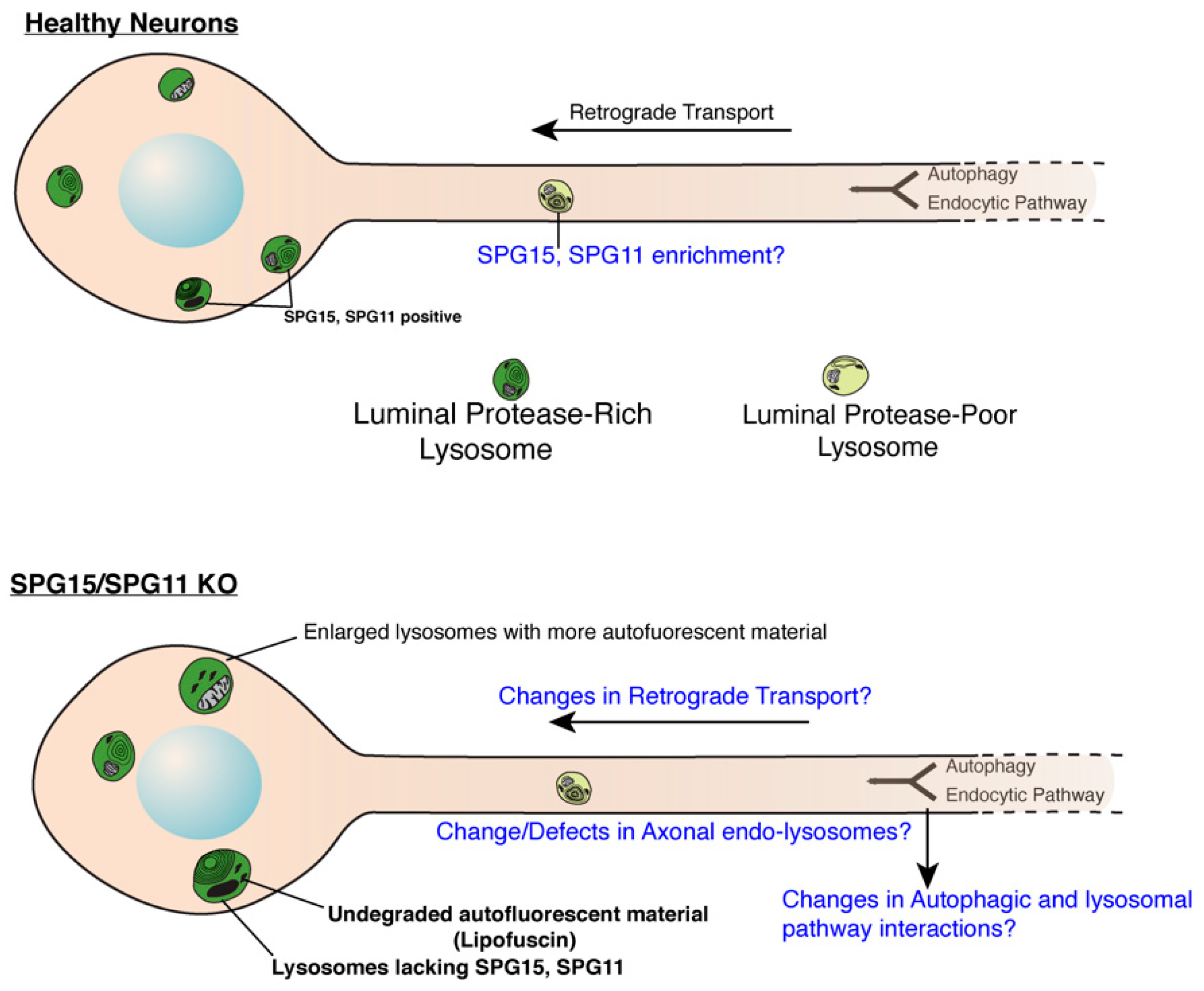 Brainsci 11 00152 g001