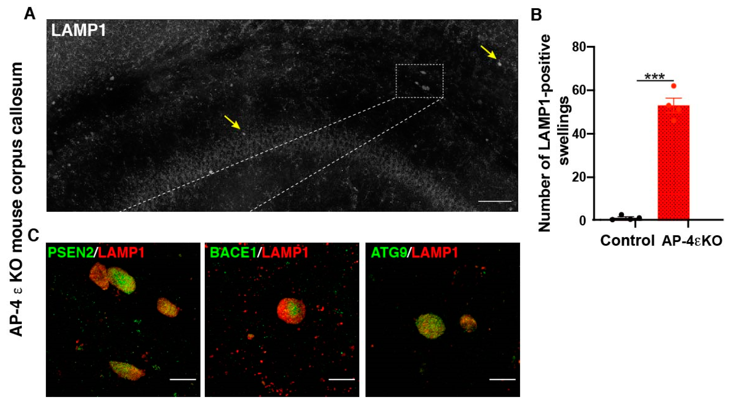 Brainsci 11 00152 g002