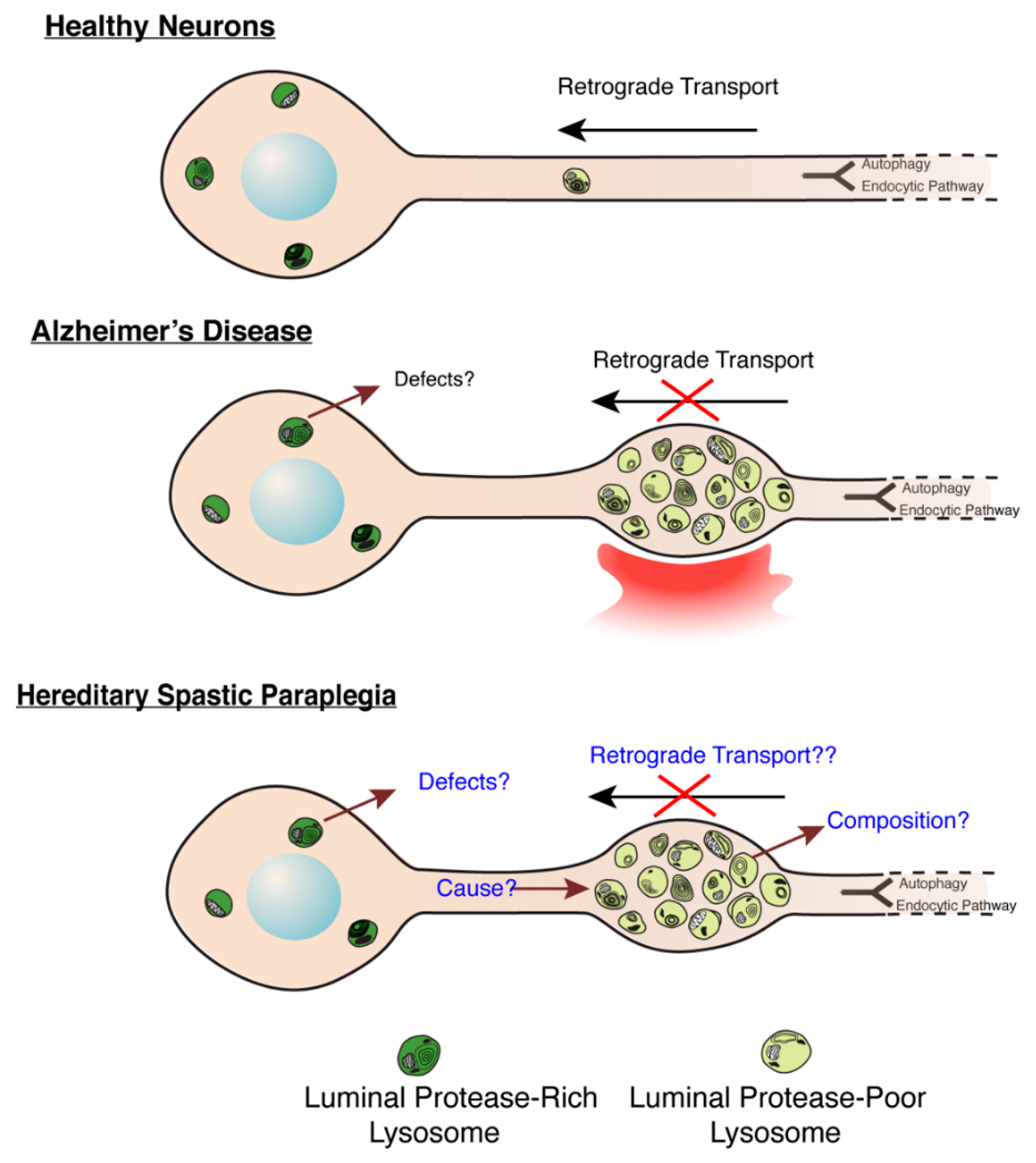 Brainsci 11 00152 g003