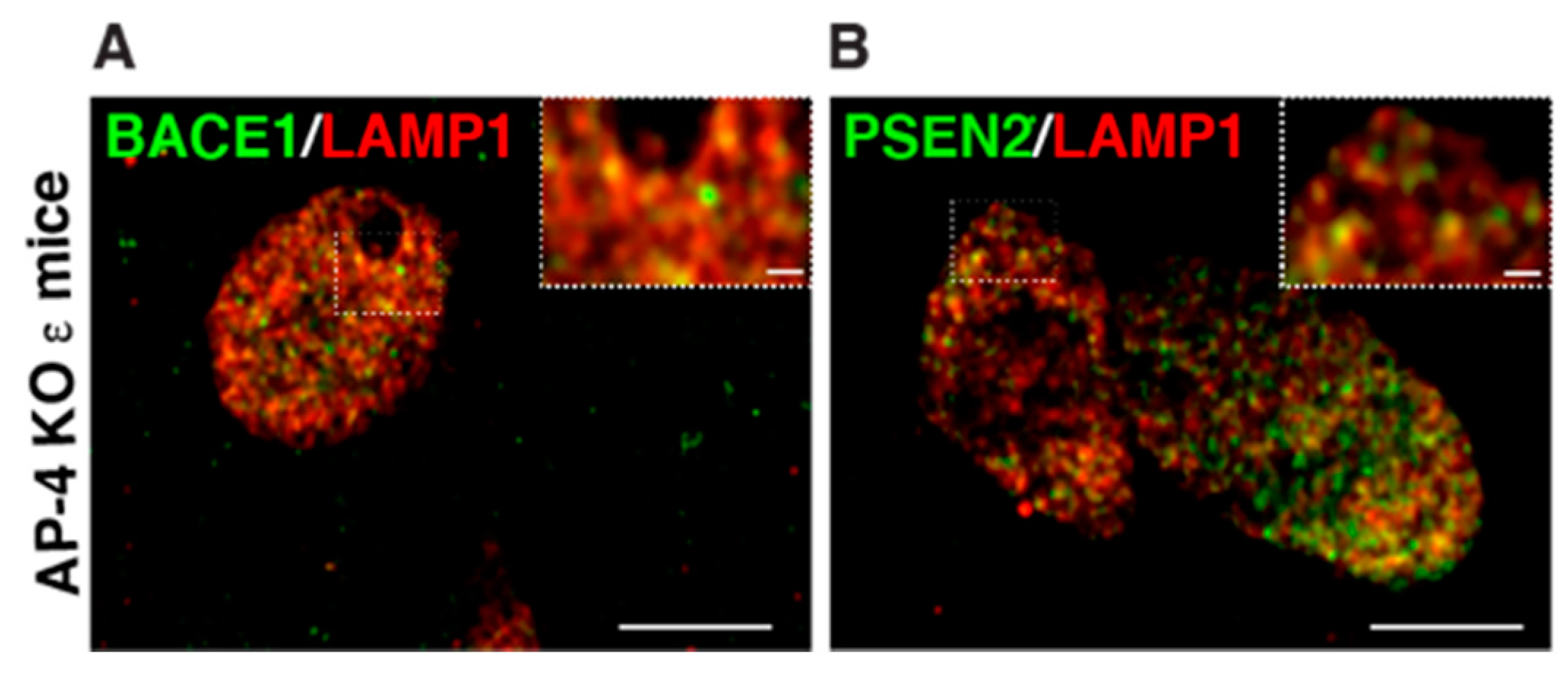 Brainsci 11 00152 g004