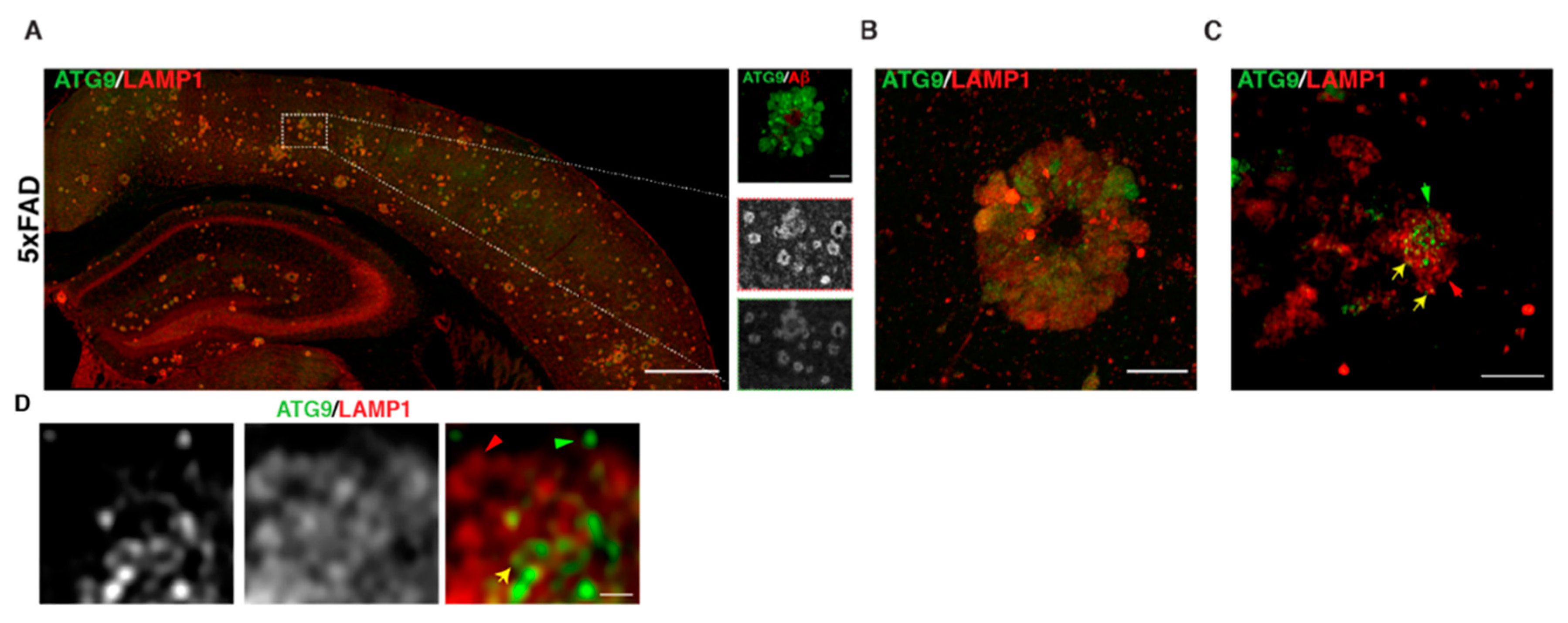 Brainsci 11 00152 g005