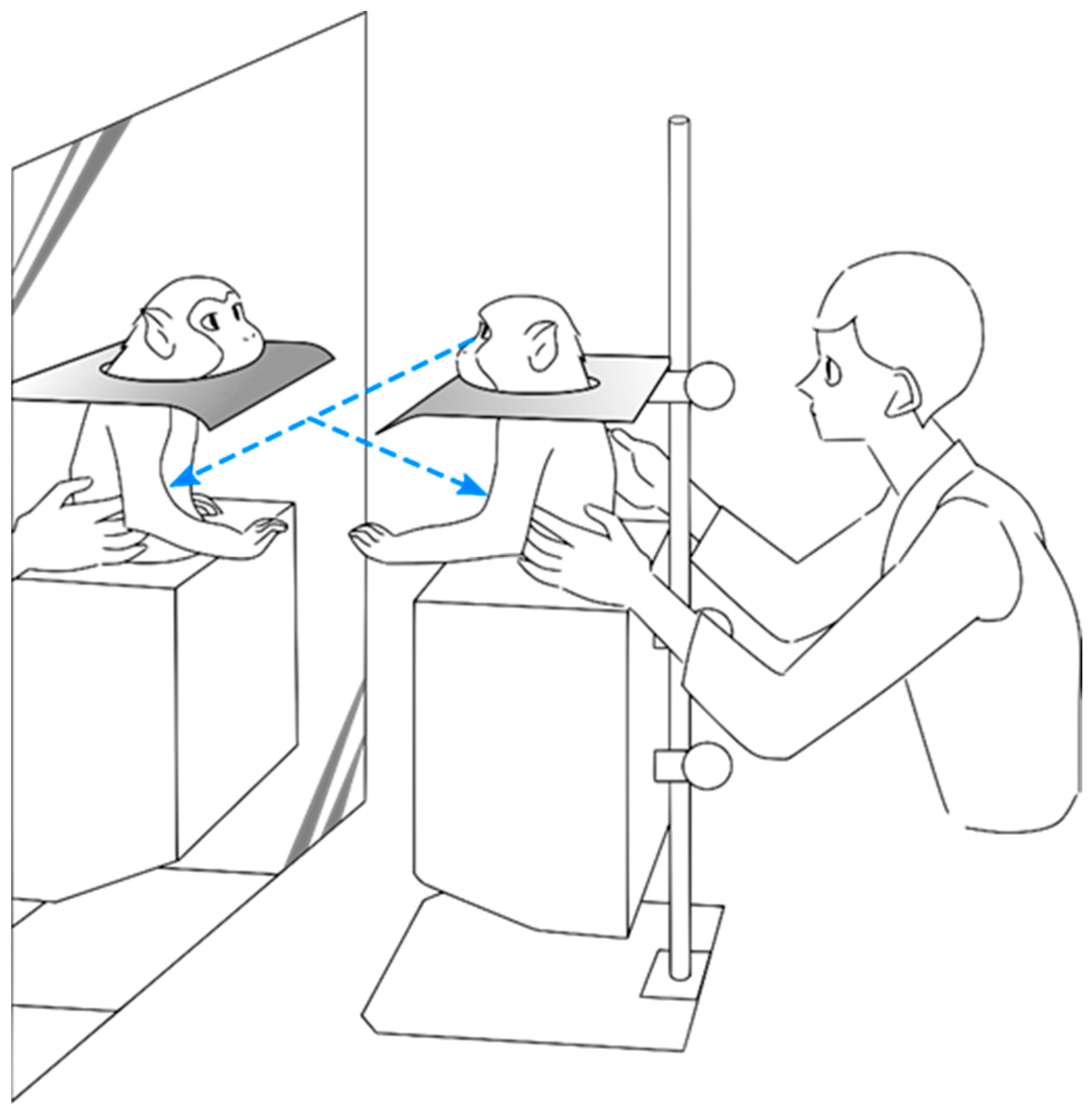 Brainsci 11 00157 g001