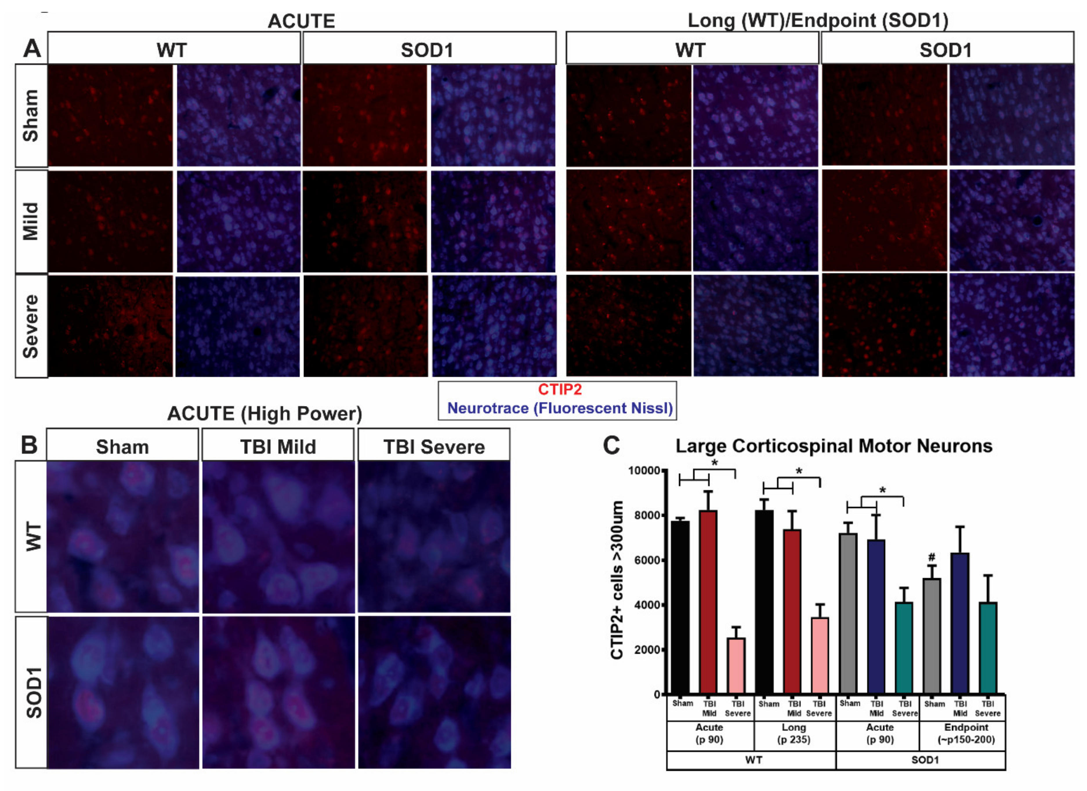 Brainsci 11 00160 g005 Brainsci 11 00160 g005