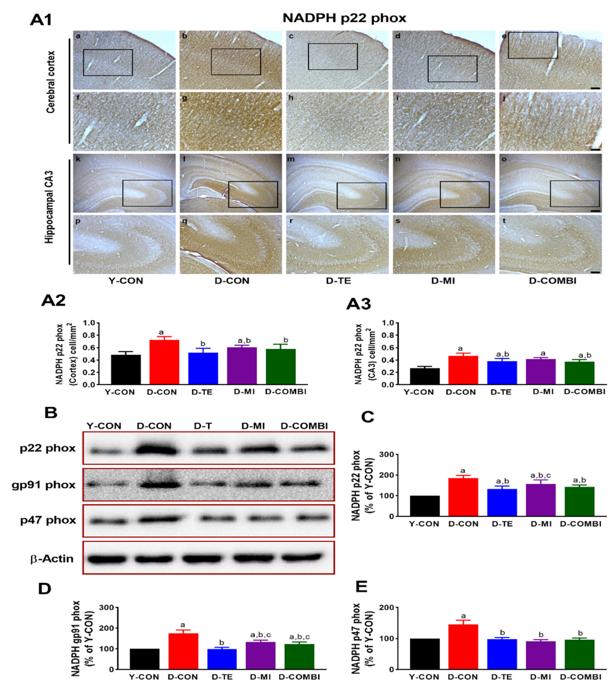 Brainsci 11 00164 g002