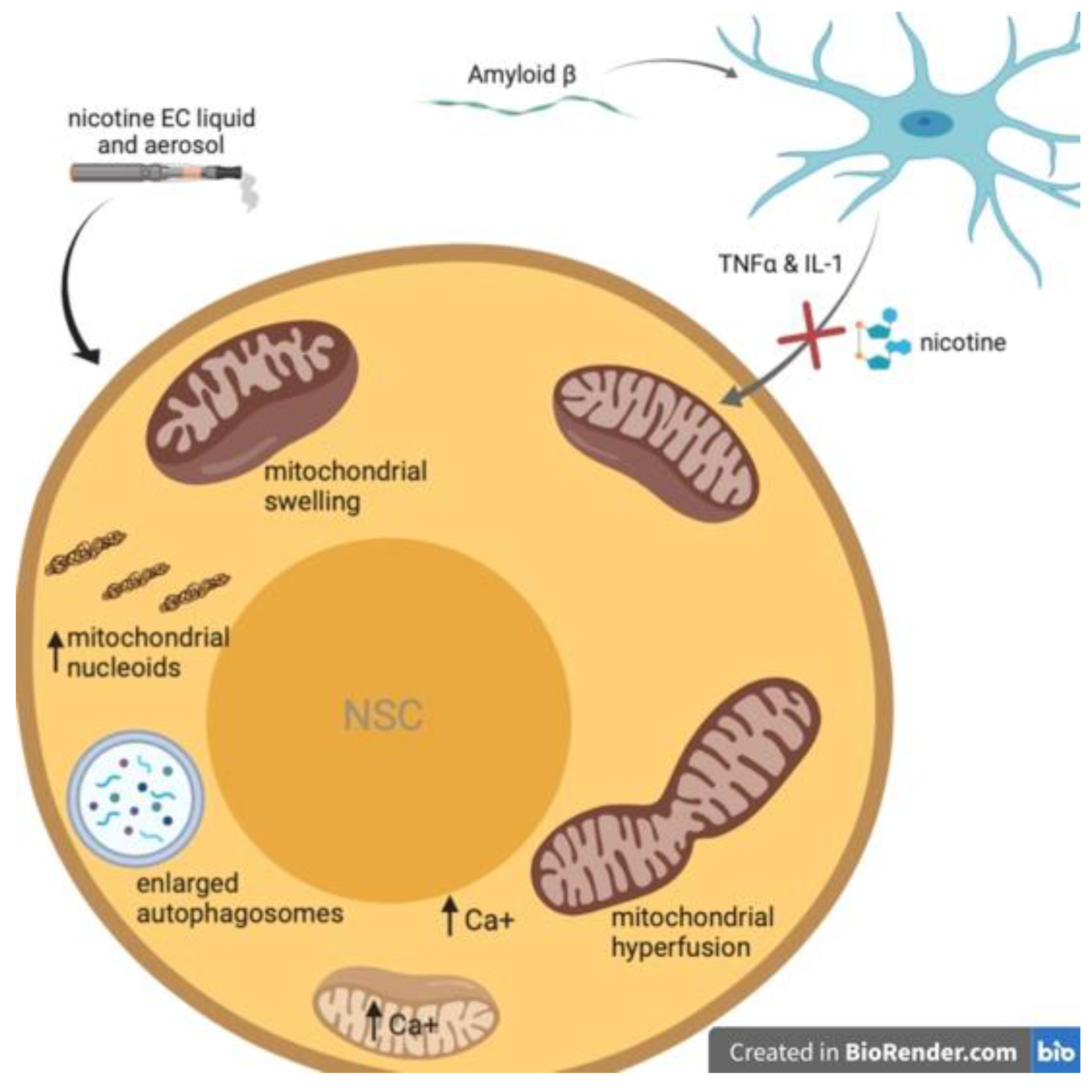 Brainsci 11 00172 g002