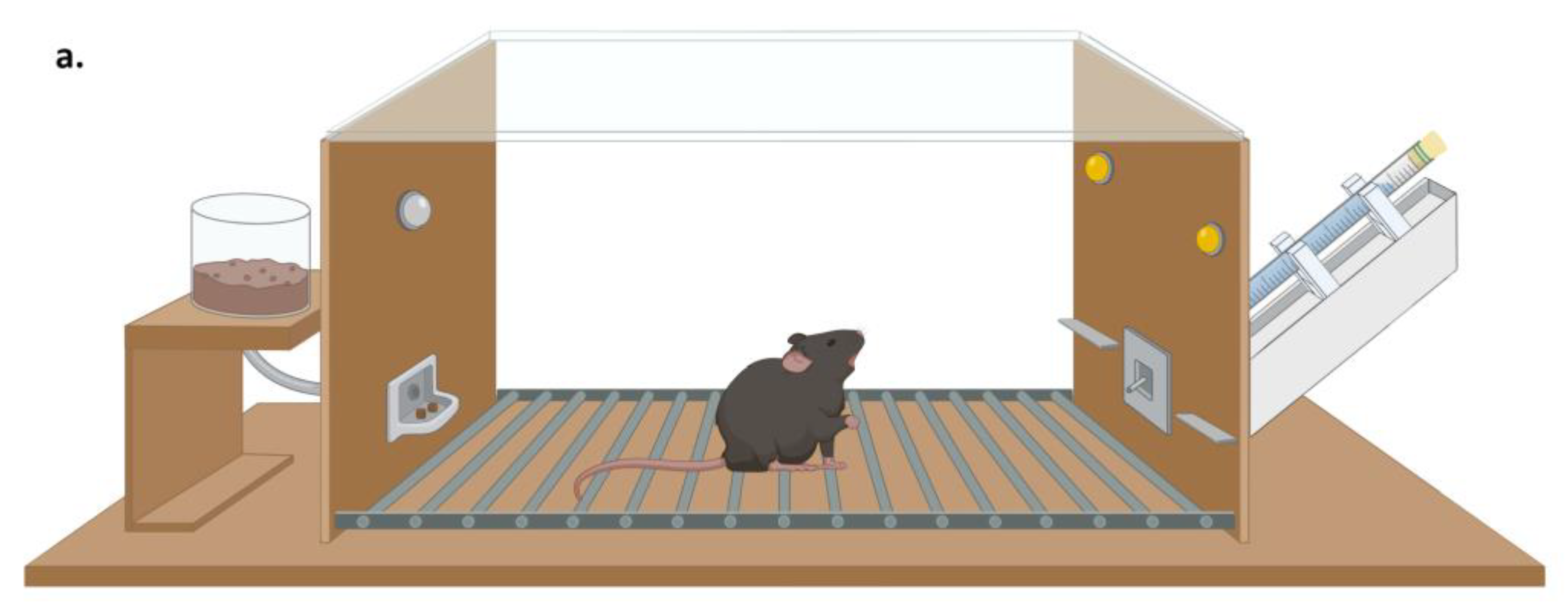 Brainsci 11 00189 g004a Brainsci 11 00189 g004a