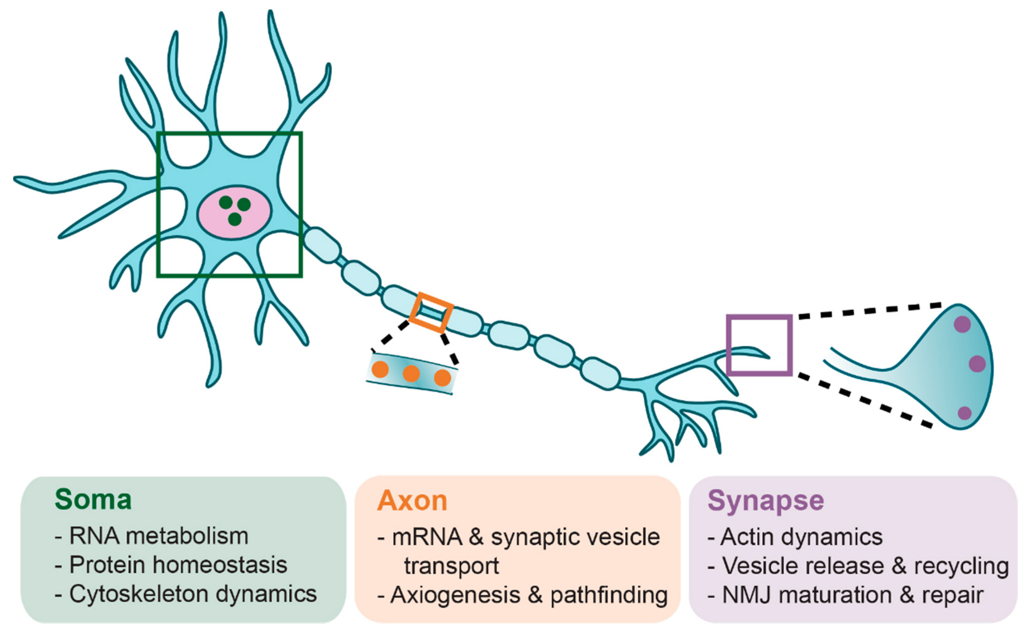 Brainsci 11 00194 g002
