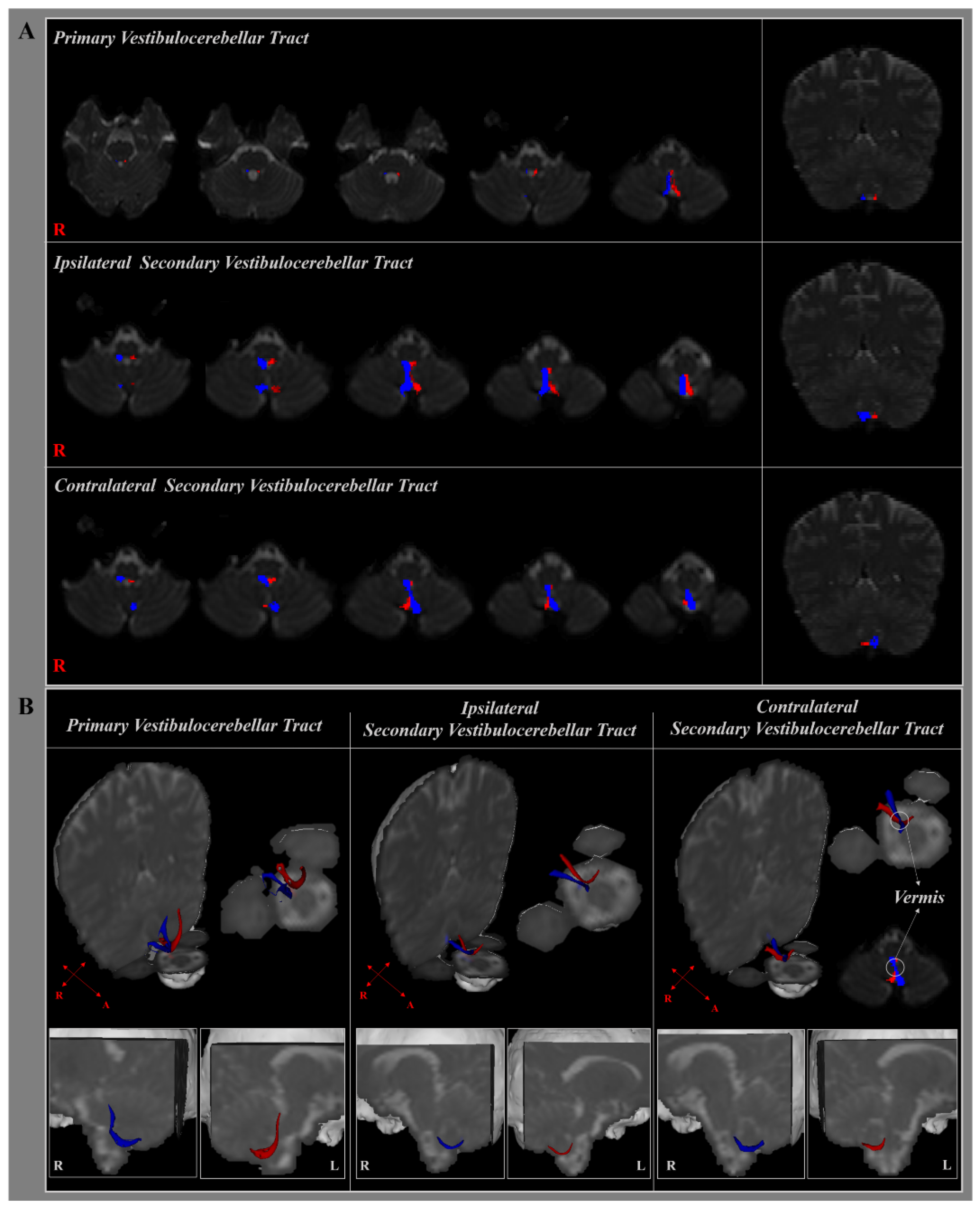 Brainsci 11 00199 g002 Brainsci 11 00199 g002