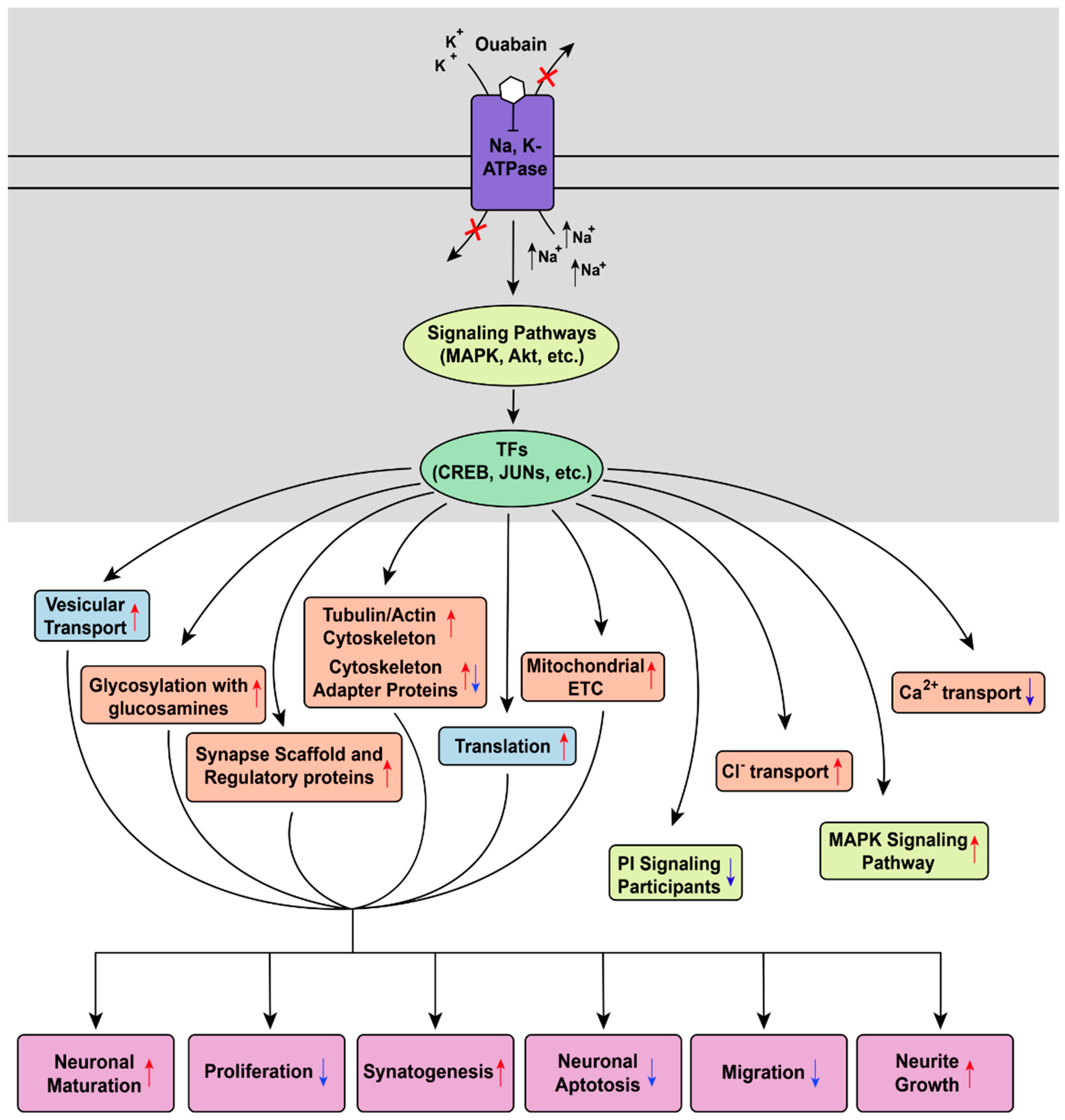 Brainsci 11 00203 g009