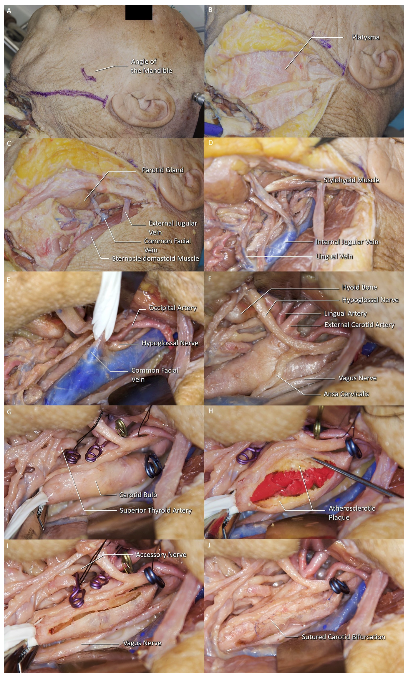 Brainsci 11 00211 g001