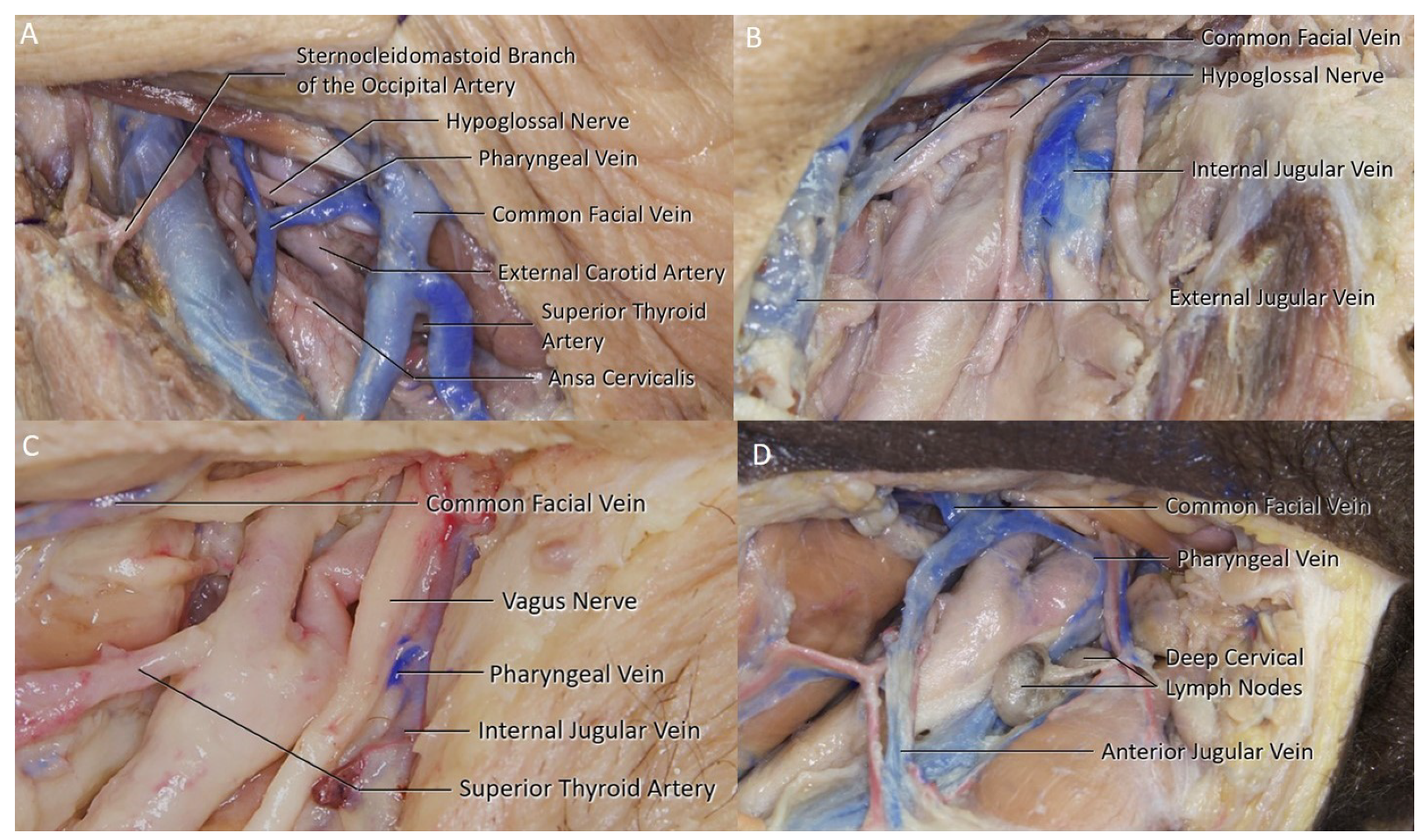 Brainsci 11 00211 g003