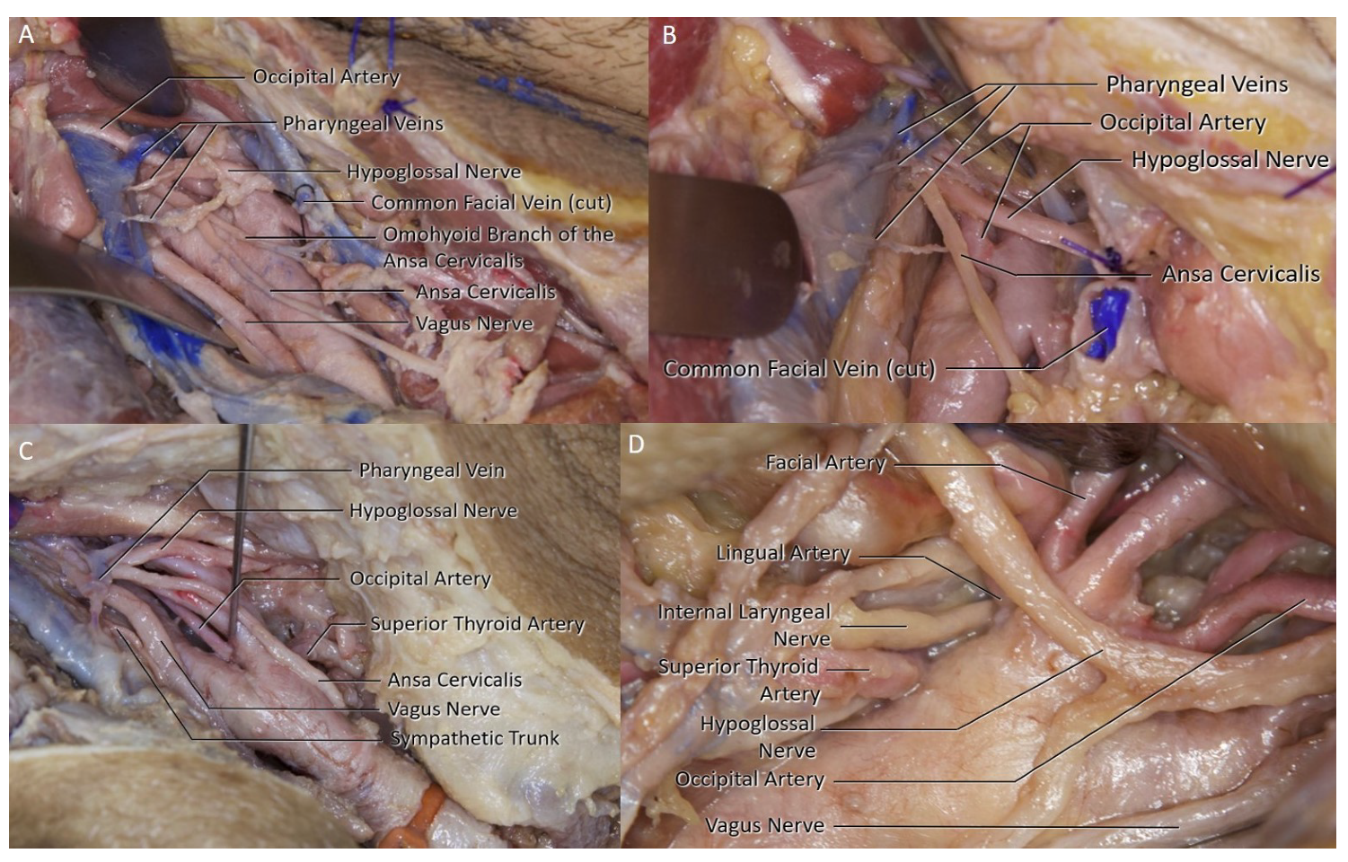 Brainsci 11 00211 g004