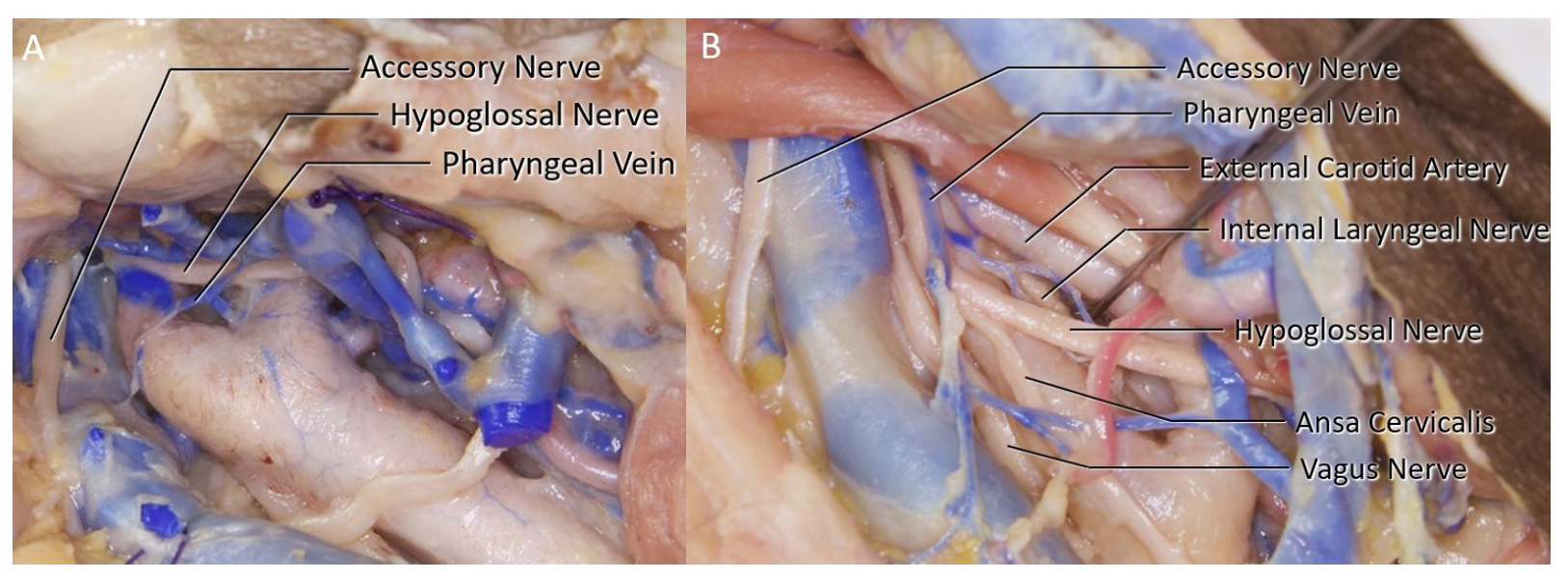 Brainsci 11 00211 g005
