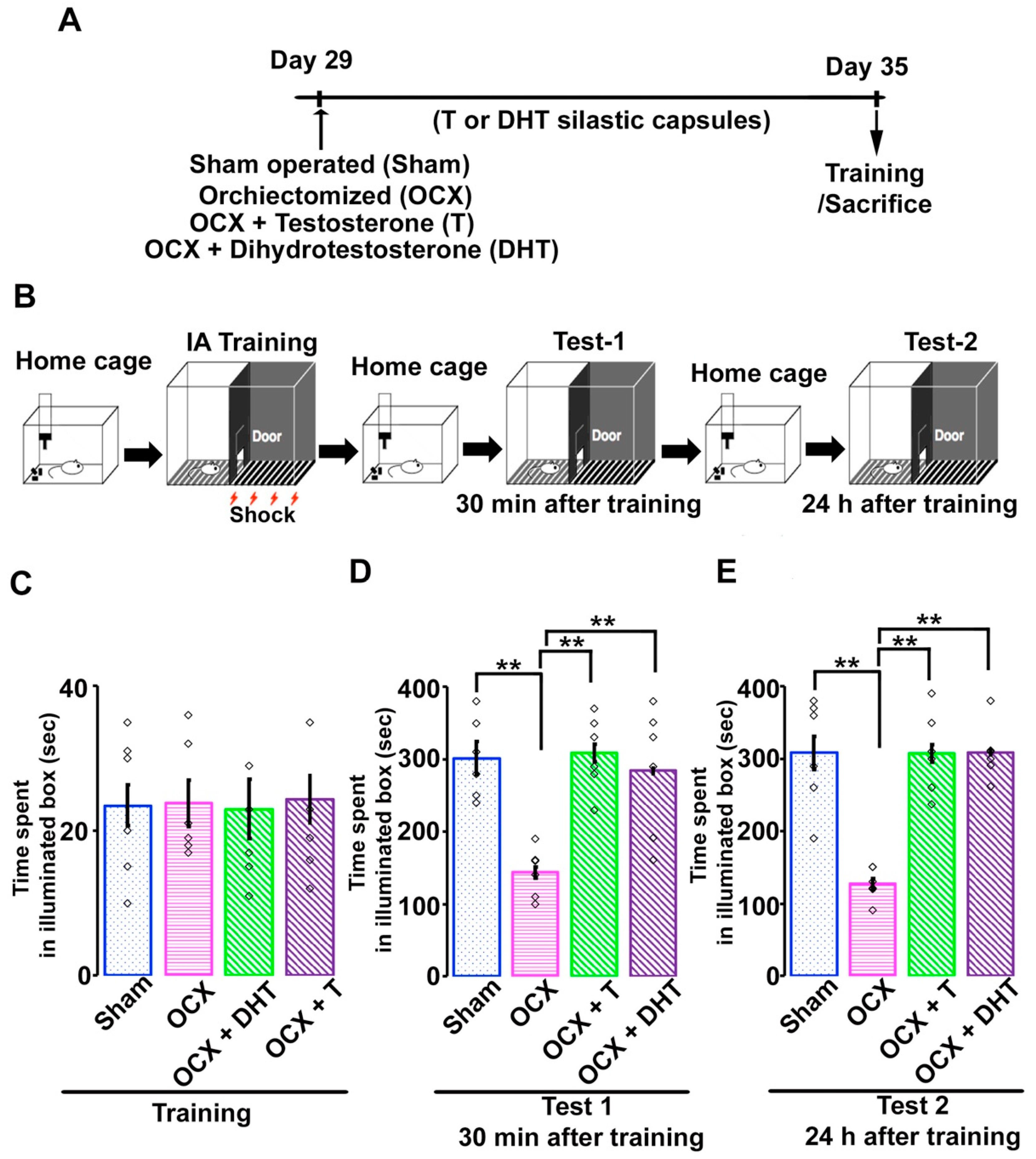 Brainsci 11 00239 g001