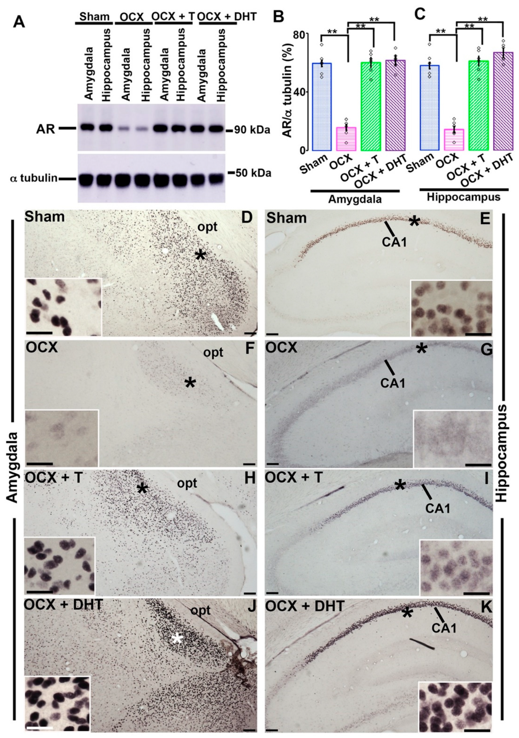 Brainsci 11 00239 g002