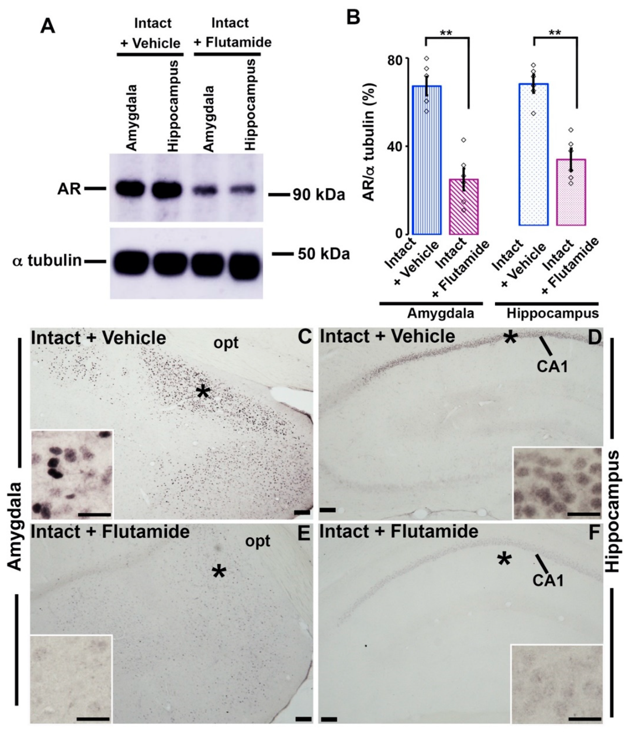 Brainsci 11 00239 g004