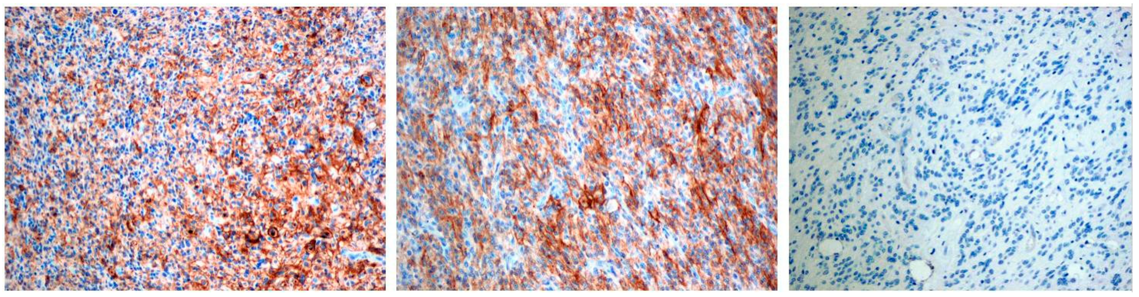 Brainsci 11 00262 g001