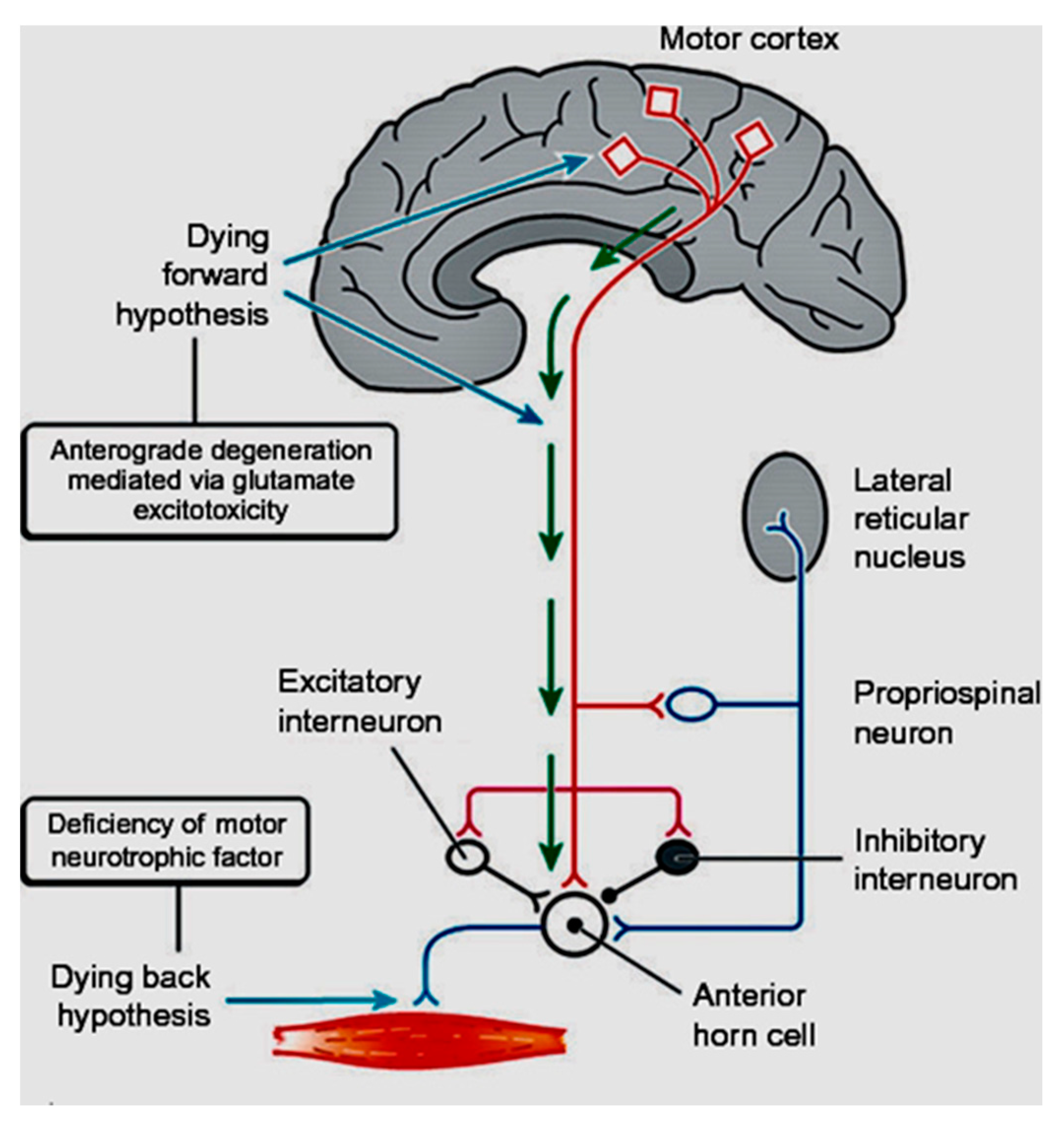 Brainsci 11 00300 g001