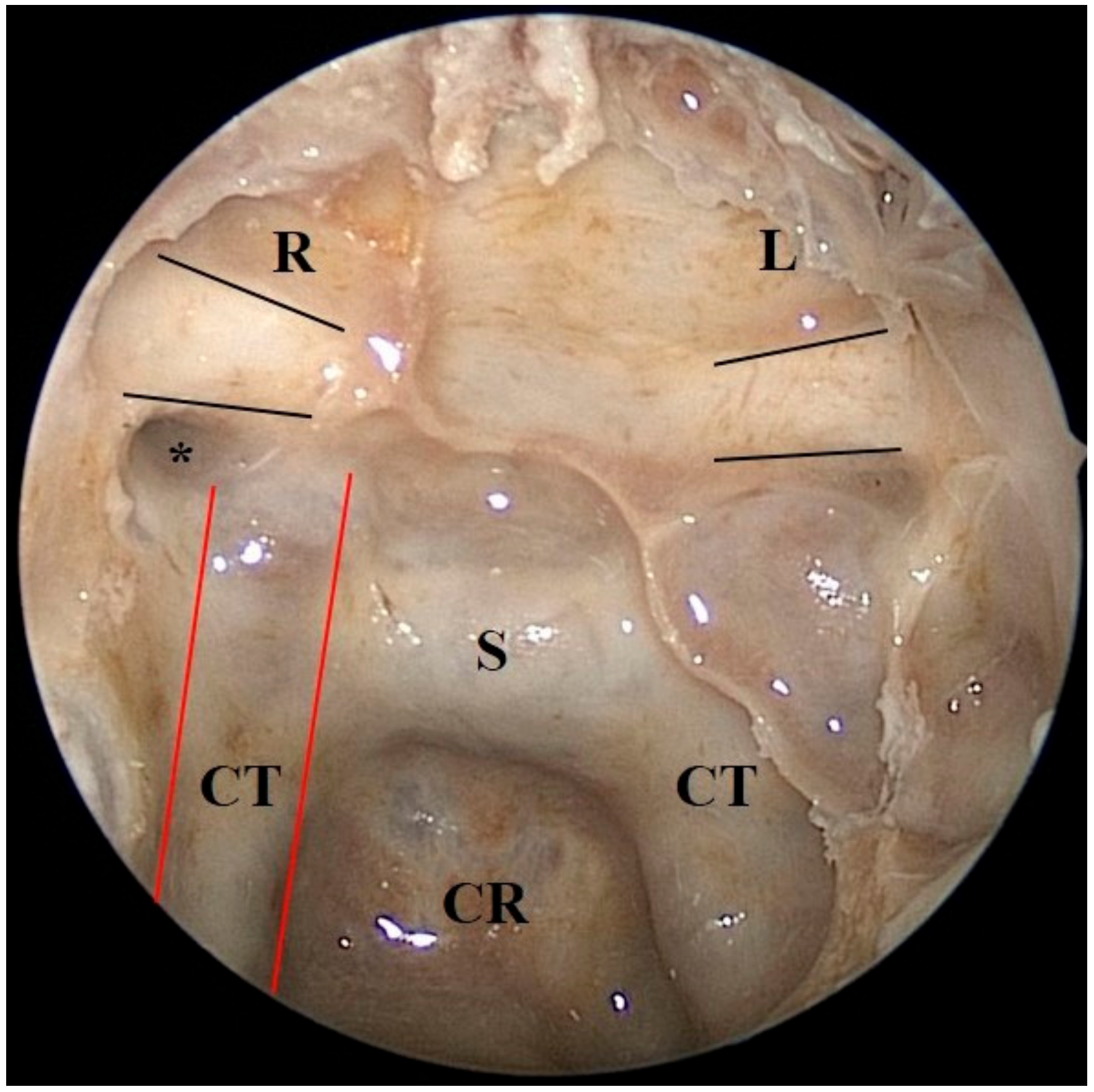 Brainsci 11 00324 g002
