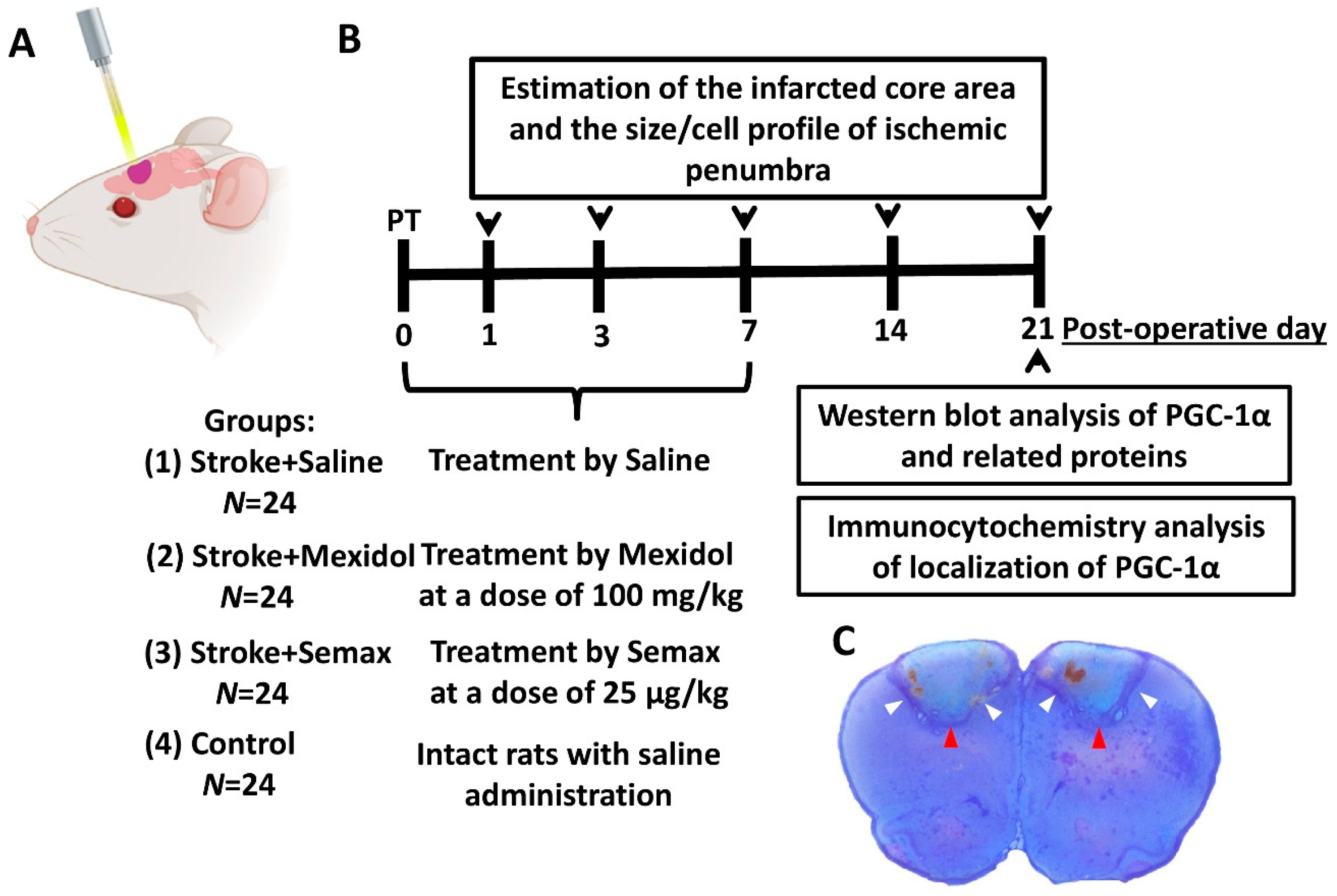 Brainsci 11 00325 g002